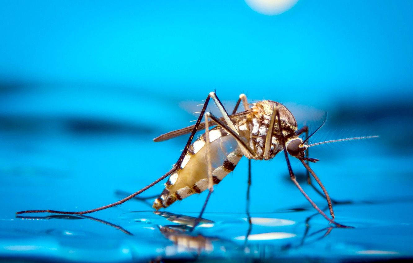 white mosquito, water surface, vivid blue background, HD Desktop Wallpaper
