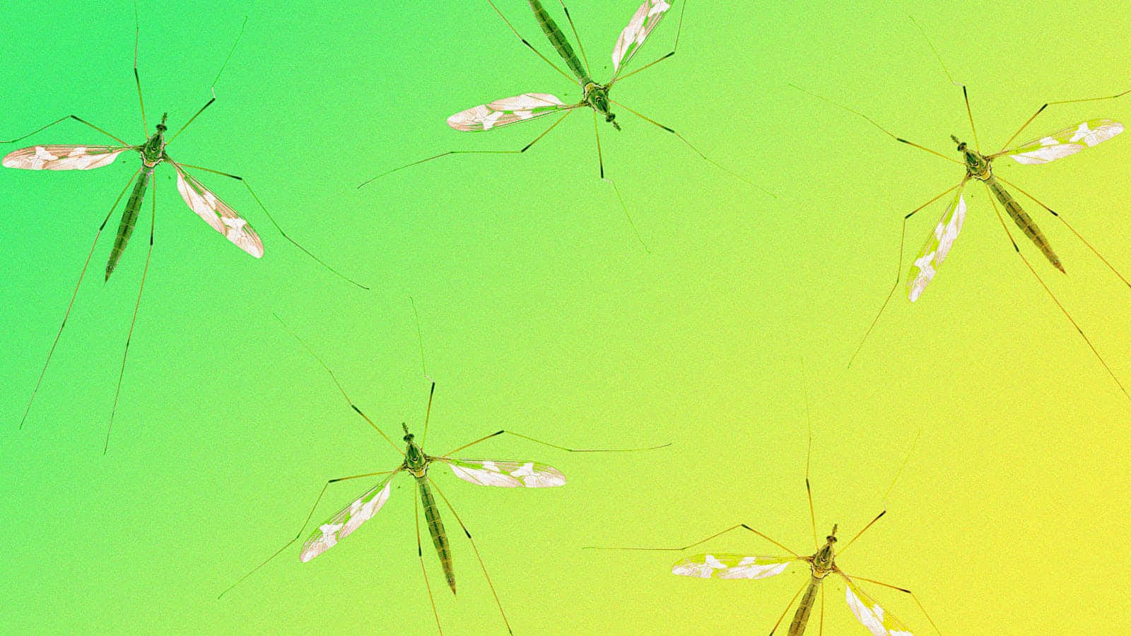 Mosquito, crane flies, green, HD Desktop Wallpaper