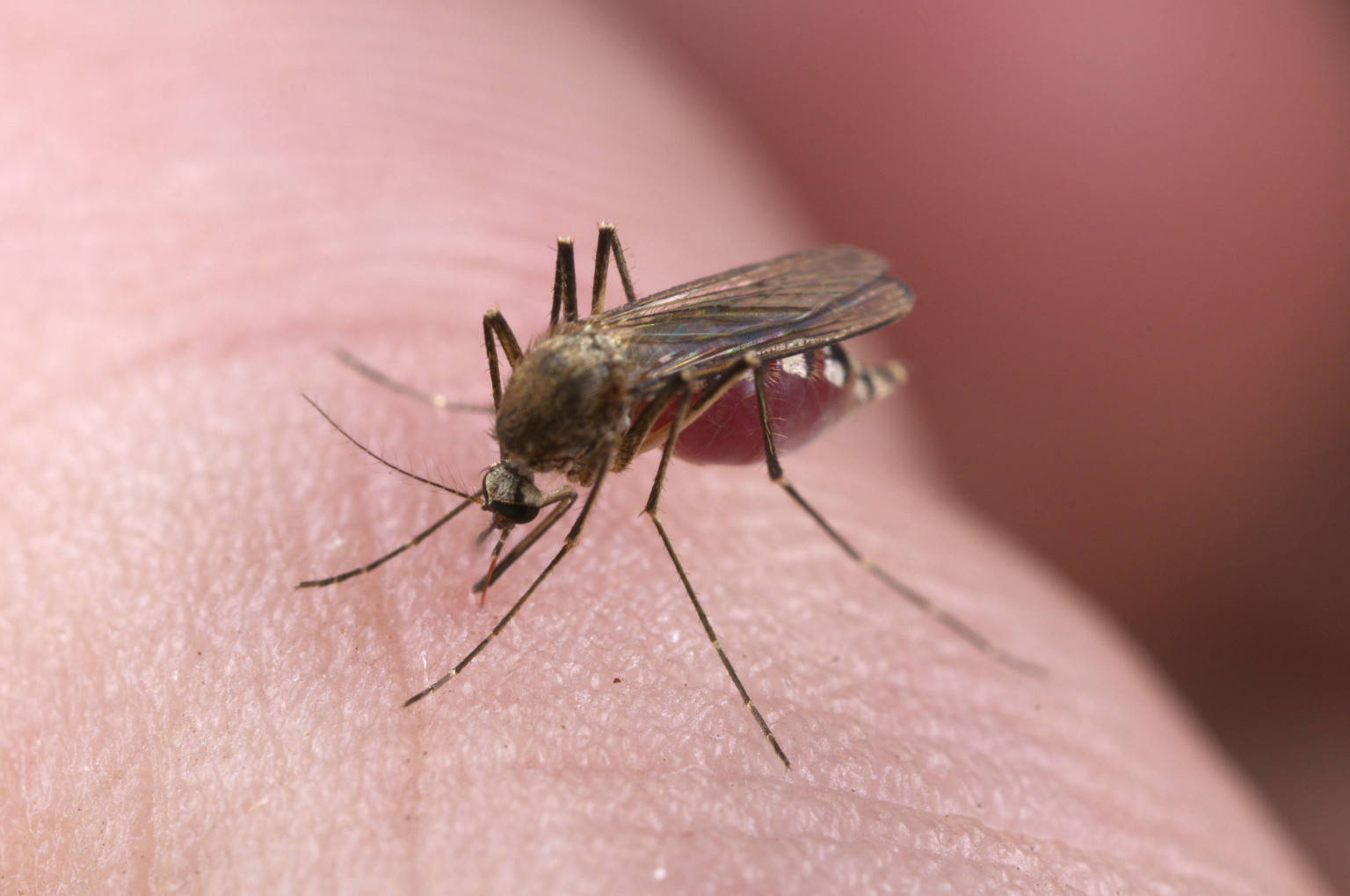 mosquito, proboscis, human flesh, HD Desktop Wallpaper