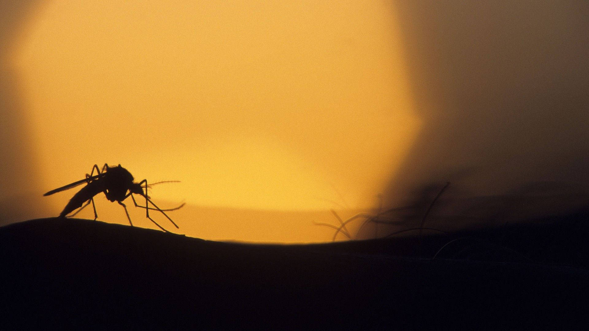 Mosquito, sunset, golden, Full HD Desktop Wallpaper