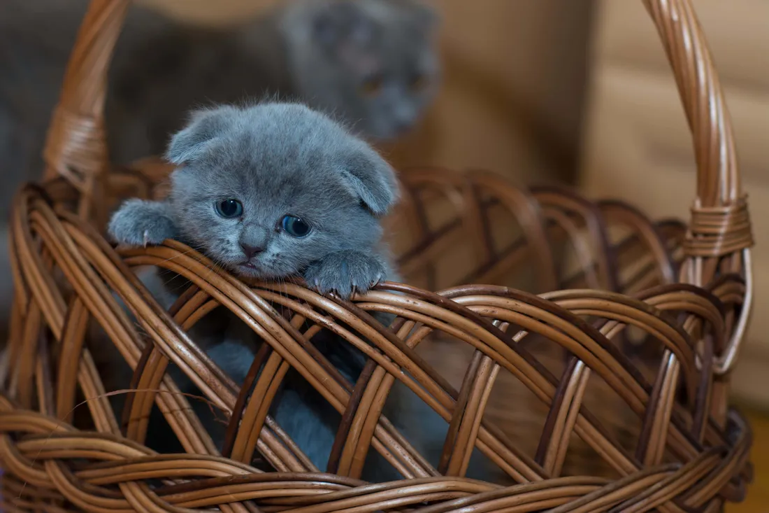 Most Beautiful Animals