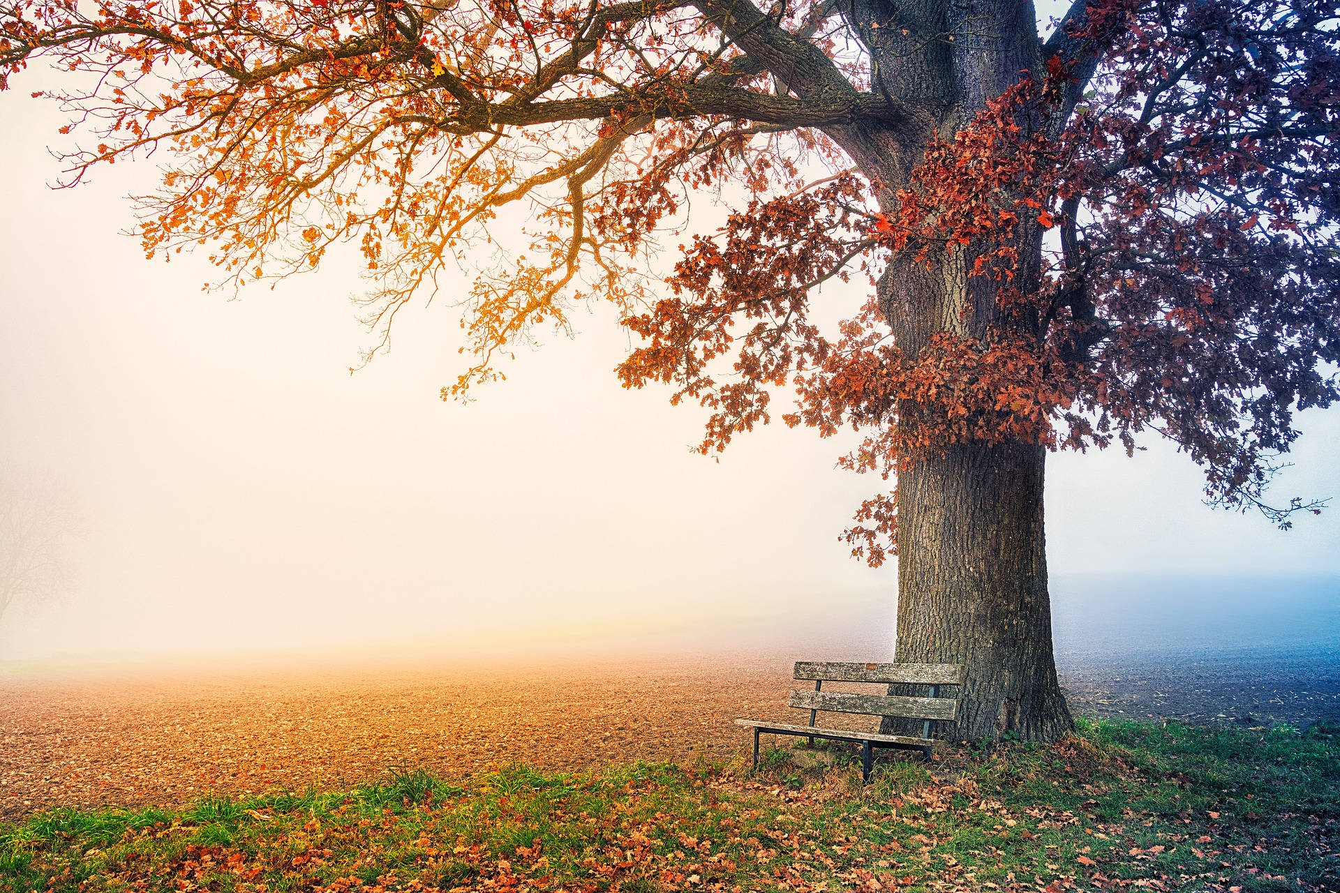 wooden bench, autumn tree, fiery orange leaves, Full HD Desktop Wallpaper