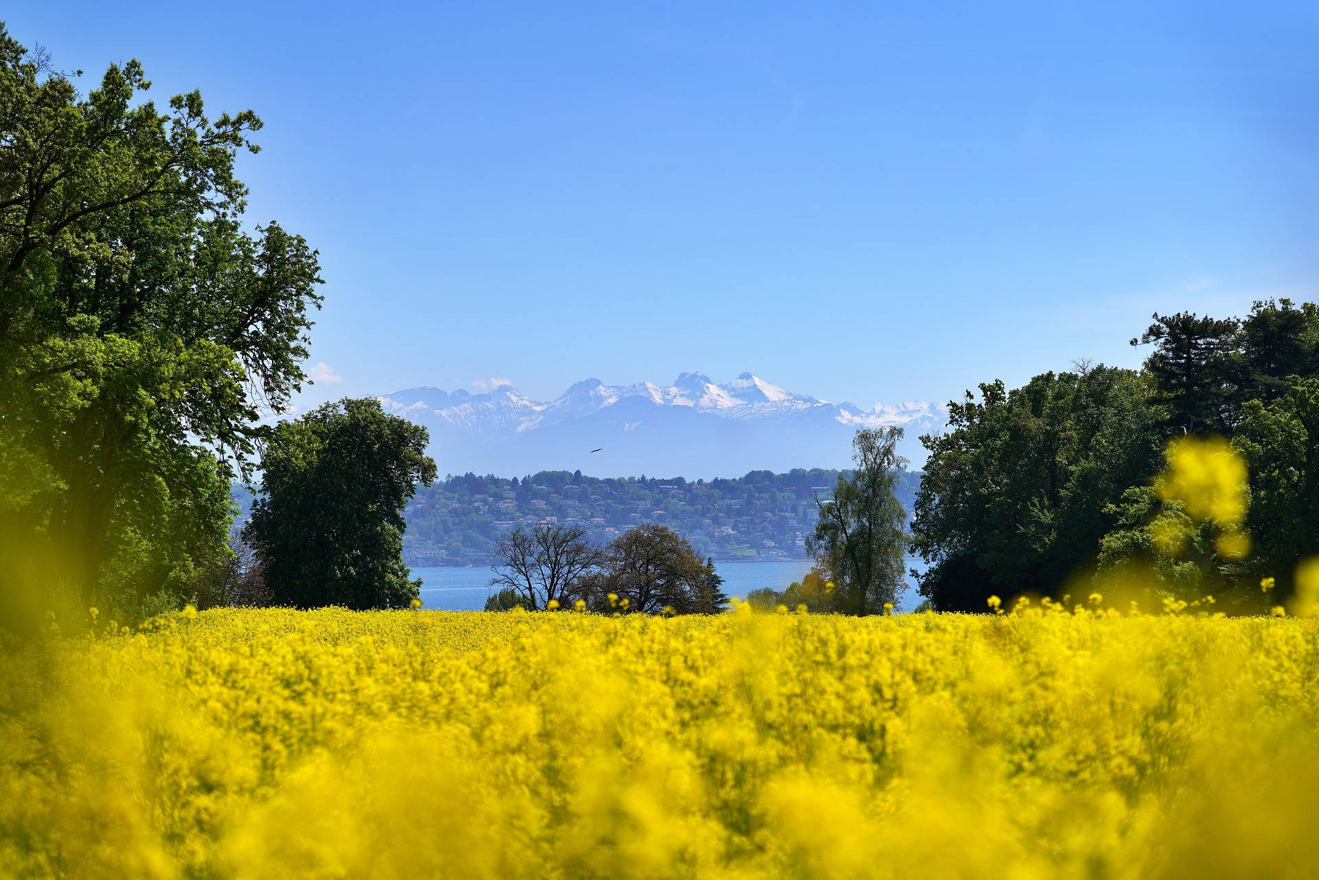 yellow flower field, rapeseed flowers, serene lake, Full HD Desktop Wallpaper