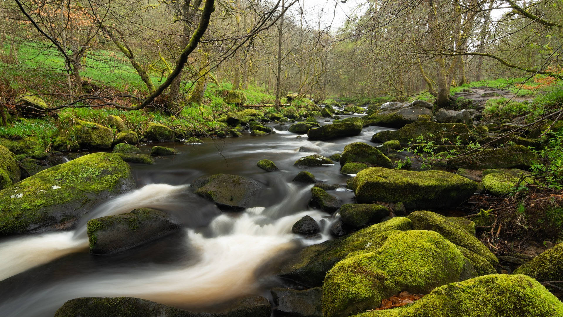 forest stream, mossy rocks, misty woodland, Full HD Desktop Wallpaper