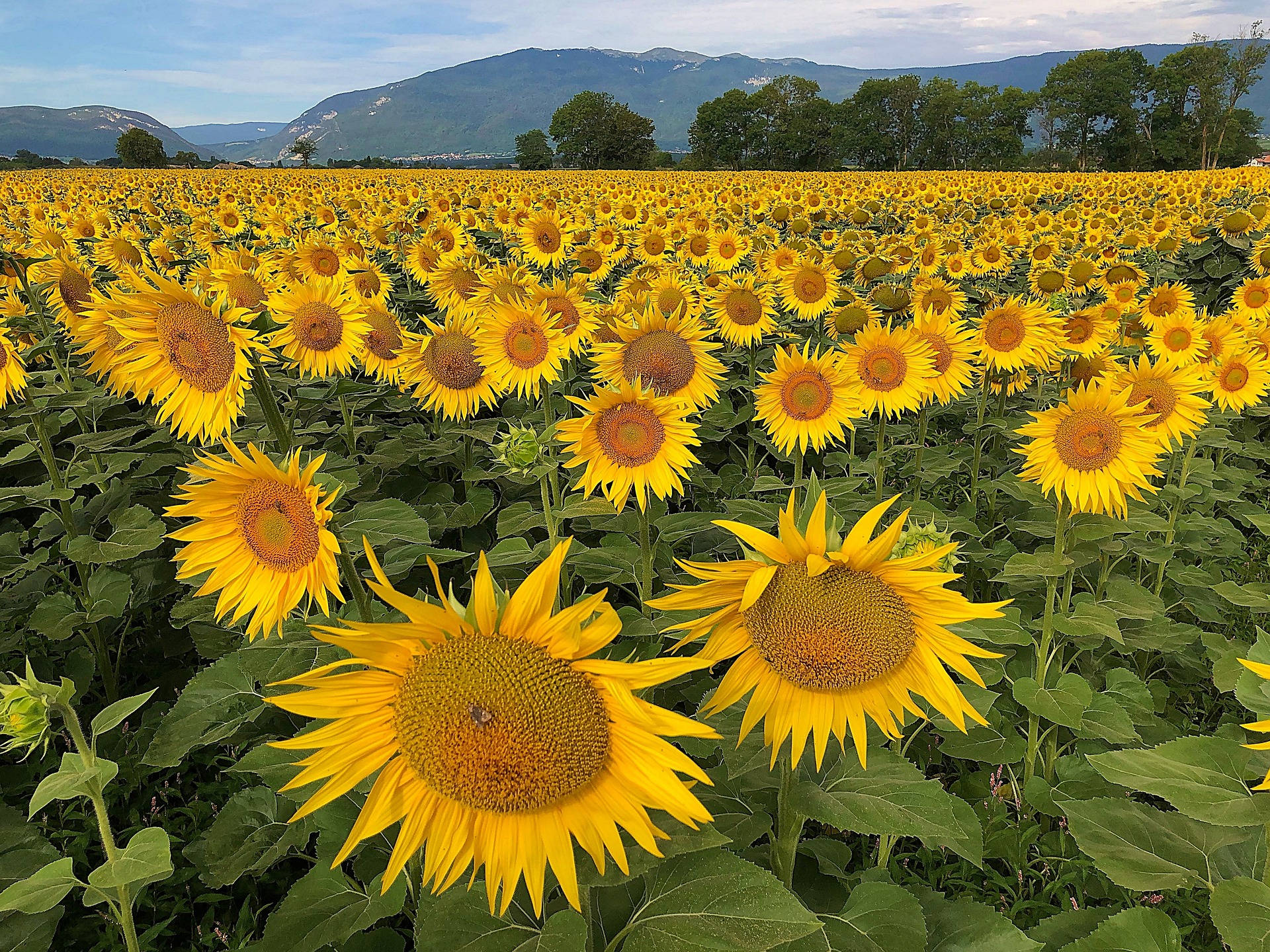sunflower field, bright yellow, green hills, Full HD Desktop Wallpaper
