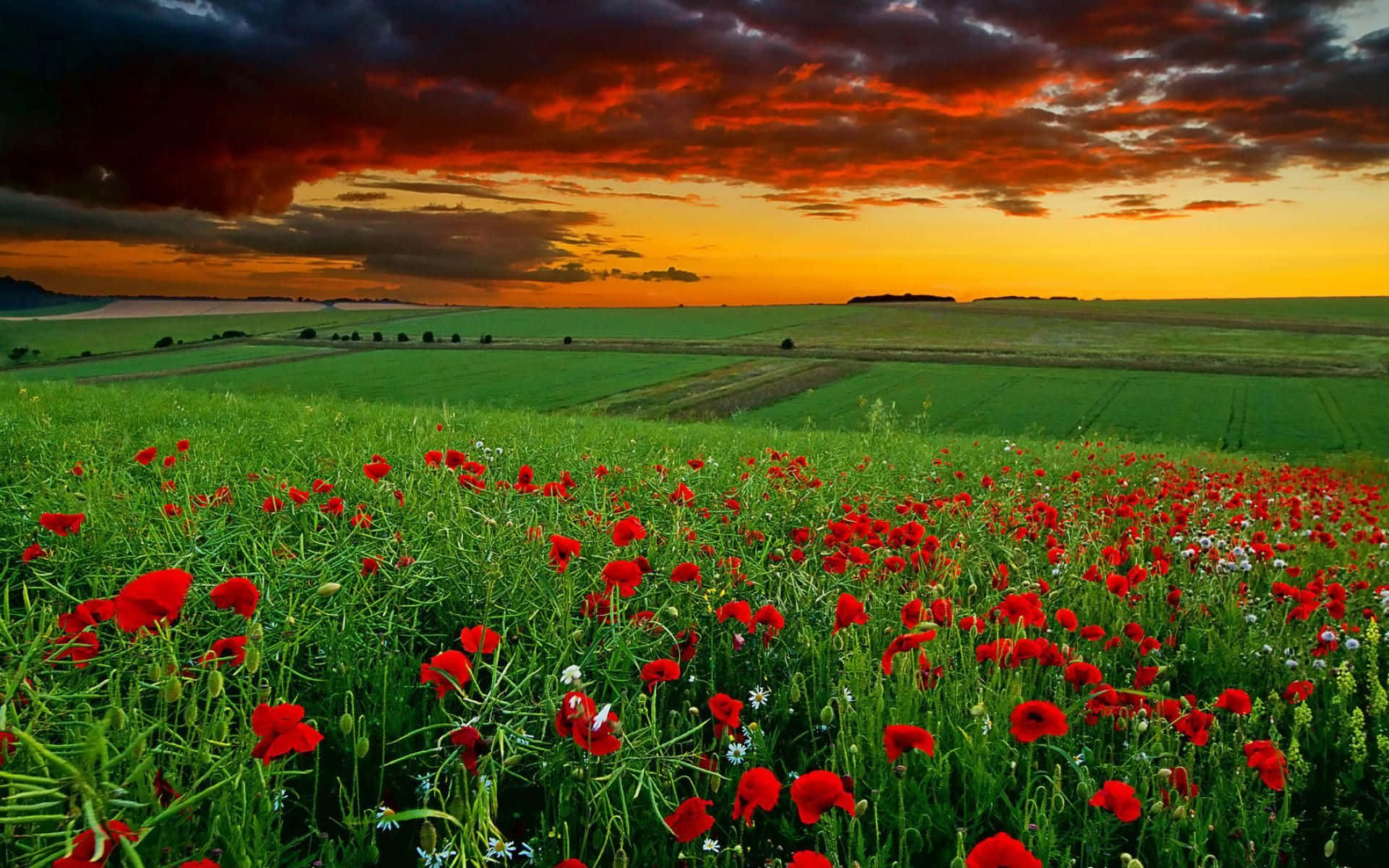 Red Poppy Field, fiery orange and dark red sunset sky, lush green field, Full HD Desktop Wallpaper