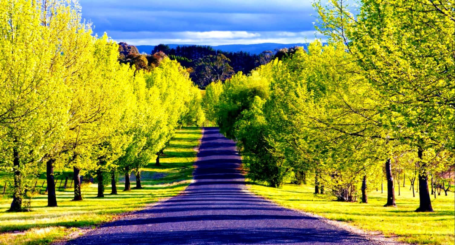 asphalt road, vibrant yellow-green trees, dramatic blue sky, HD Desktop Wallpaper