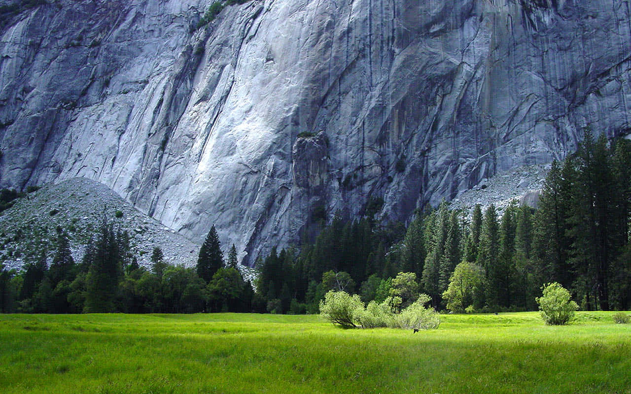 green meadow, granite cliff face, dense pine trees, HD Desktop Wallpaper