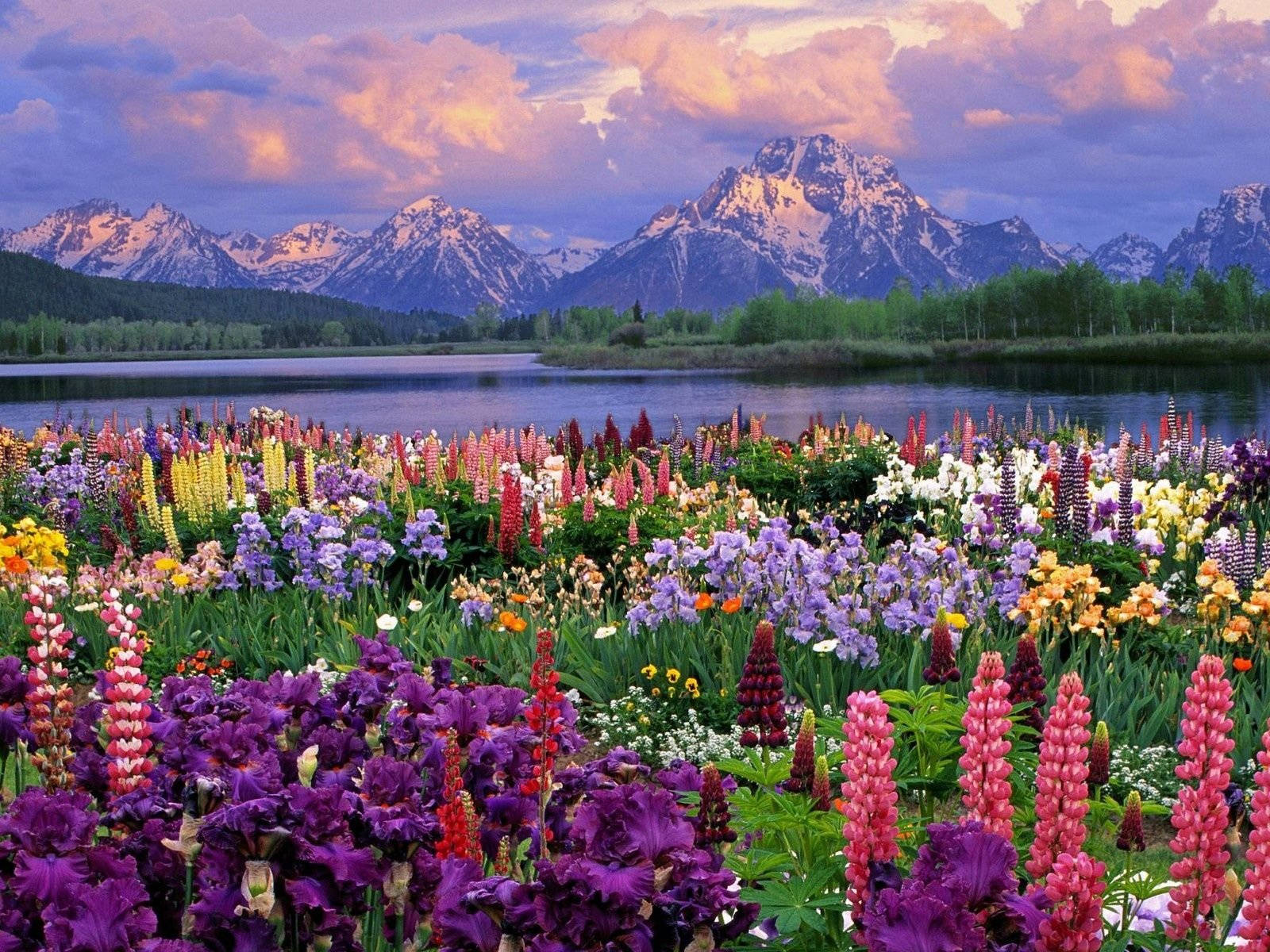Lupine Plants, snow-capped mountains, lake, HD Desktop Wallpaper