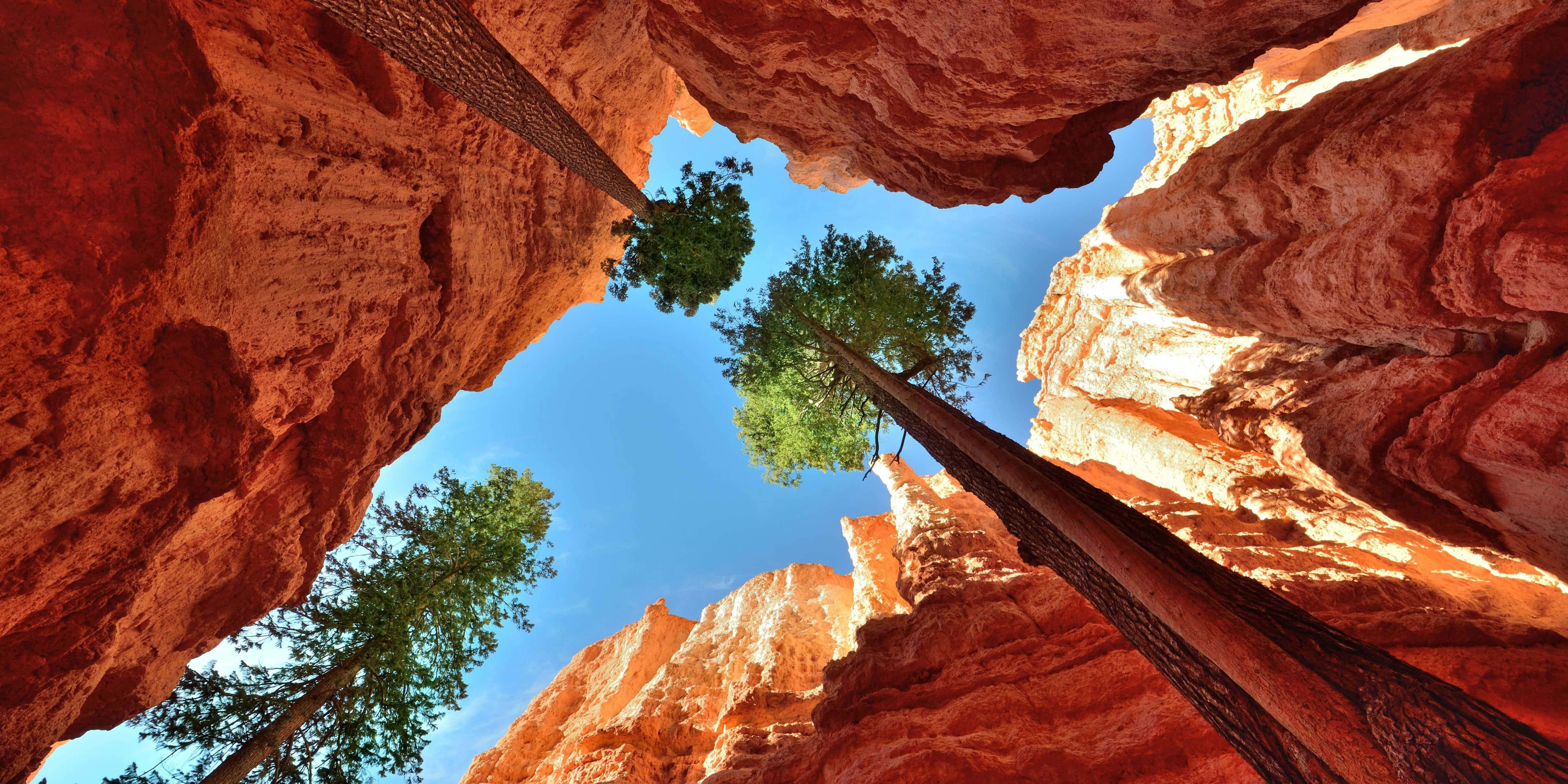 red rock formations, vibrant blue sky, tall pine trees, 5K Desktop Wallpaper