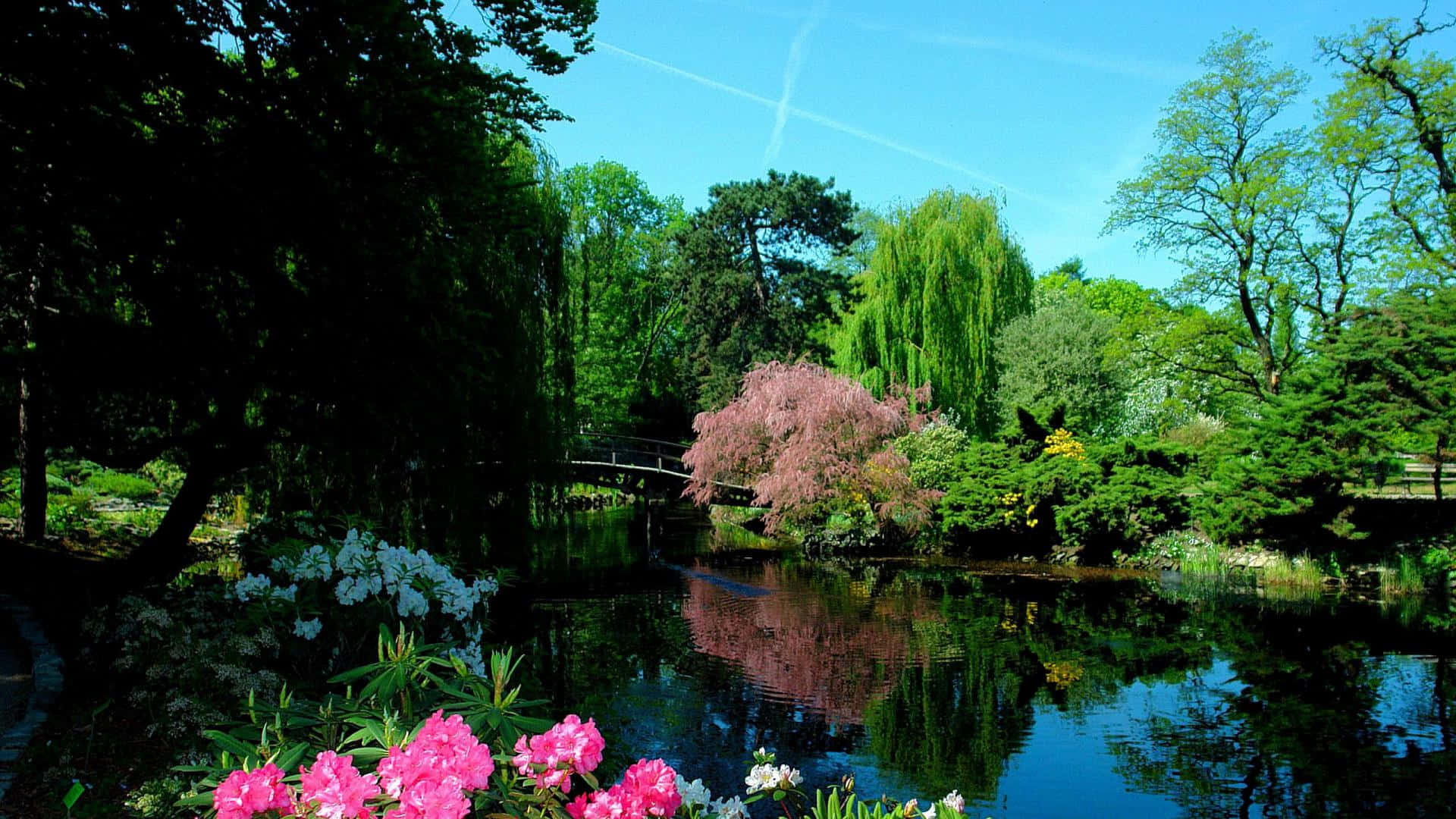 garden pond, vibrant pink blossoms, lush green trees, Full HD Desktop Wallpaper