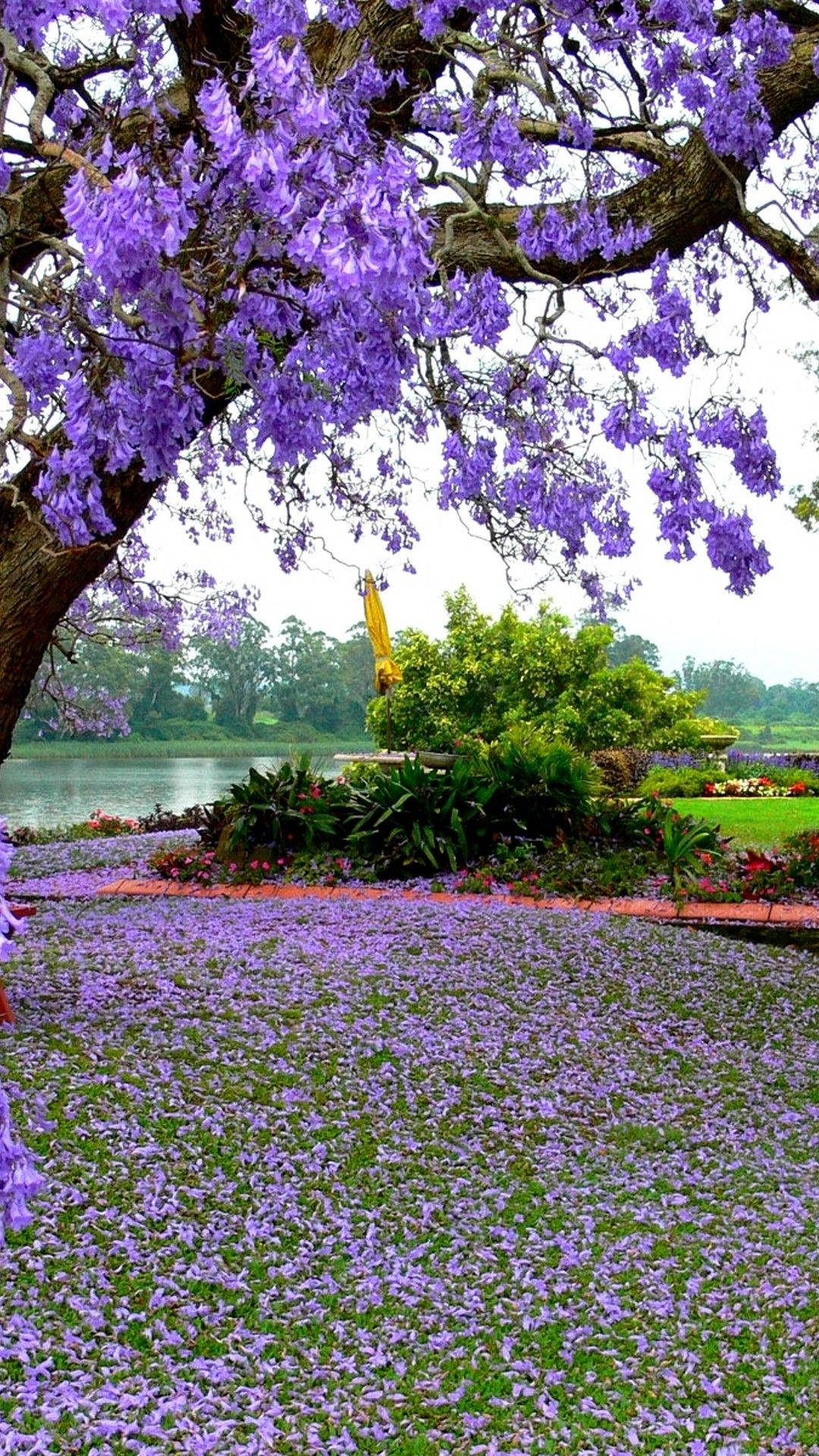 jacaranda tree, vibrant purple blossoms, carpet of falling petals, Full HD Phone Wallpaper