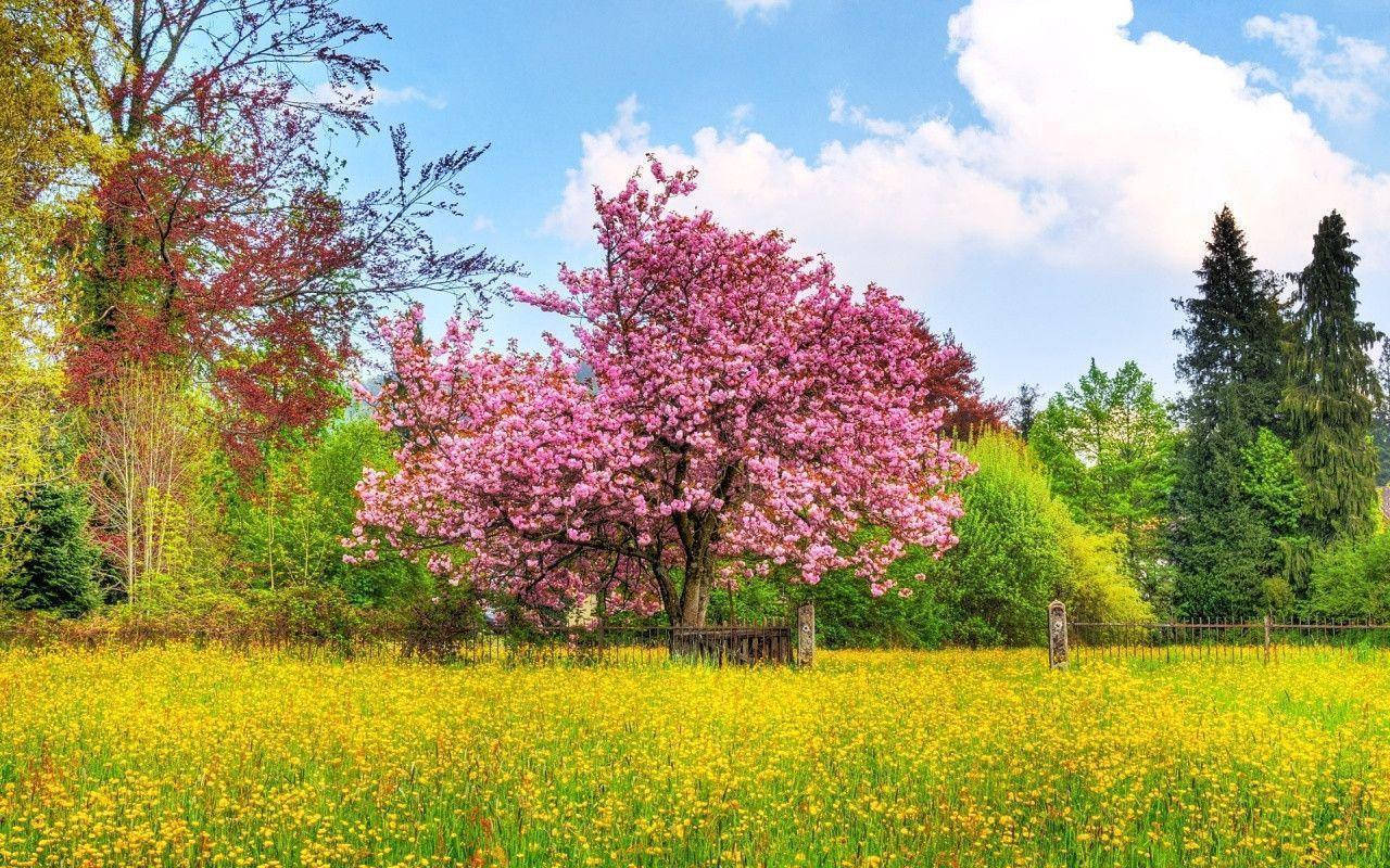 cherry blossom tree, yellow flowers, bright blue sky, HD Desktop Wallpaper