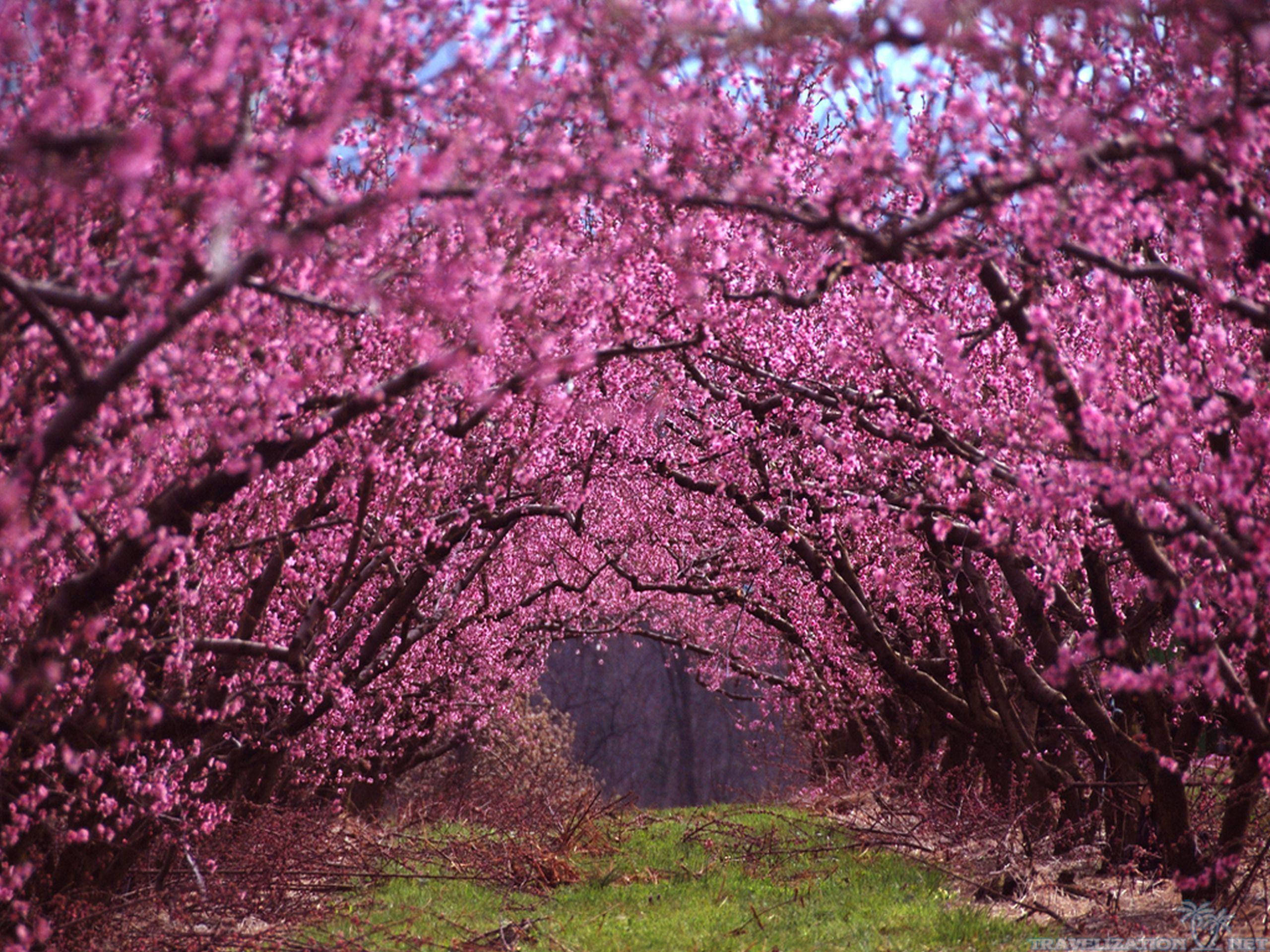Most Beautiful Spring, pink blossoms, grassy path, 2K Desktop Wallpaper