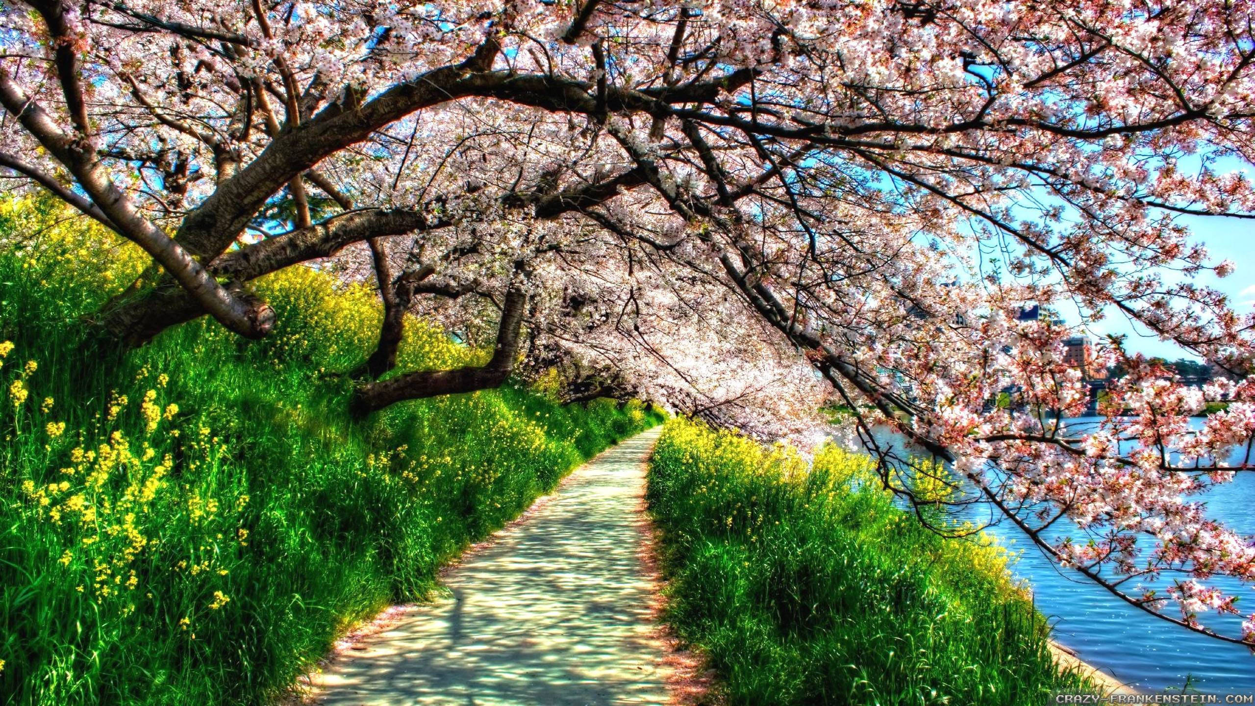 pink cherry blossoms, river, yellow flowers, 2K Desktop Wallpaper
