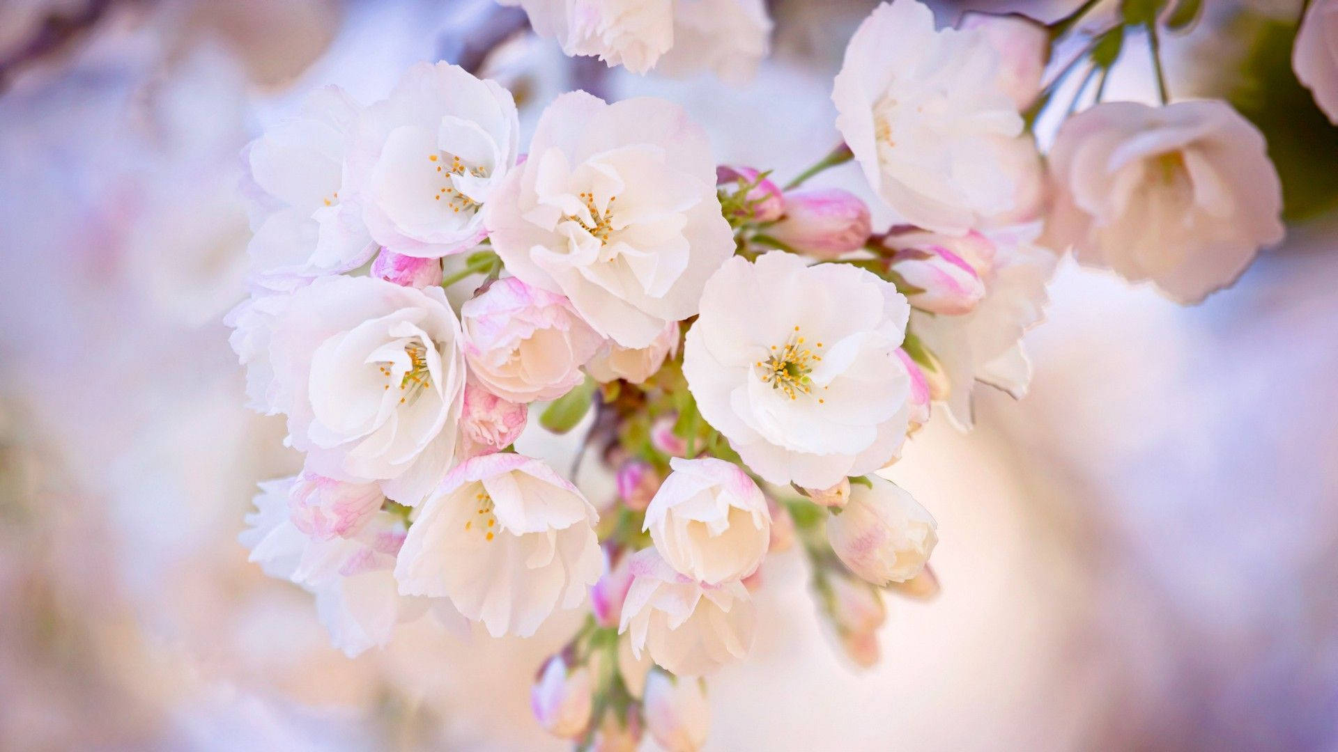 cherry blossoms, pastel blurred background, soft white, Full HD Desktop Wallpaper