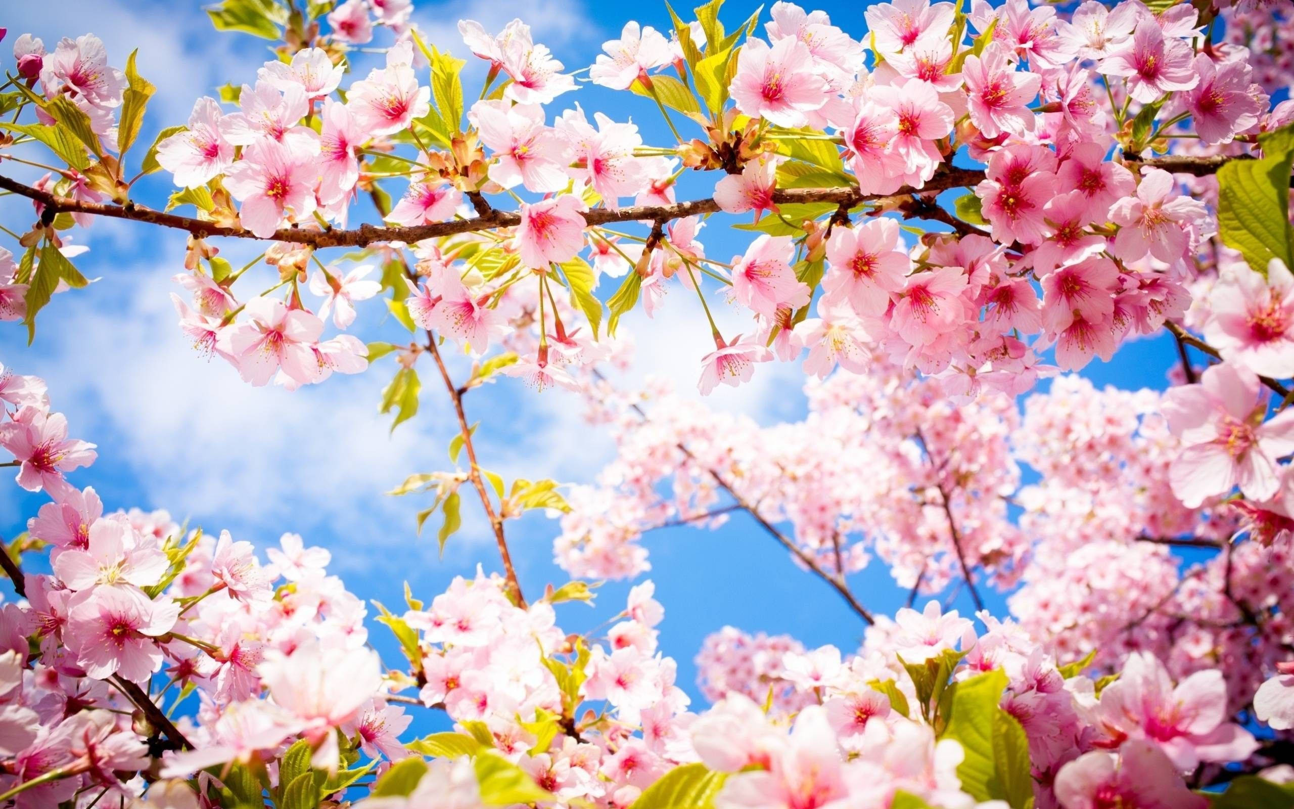 pink cherry blossom tree, blue sky, bright blue sky, 2K Desktop Wallpaper