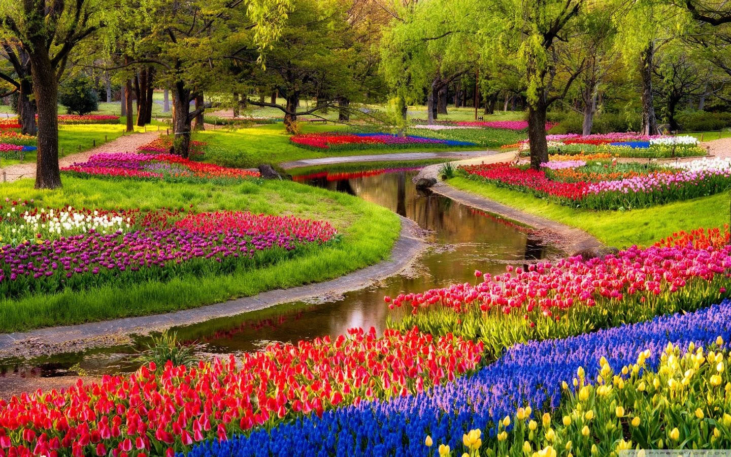 Most Beautiful Spring, tulip garden, red pink blue and yellow tulips, HD Desktop Wallpaper