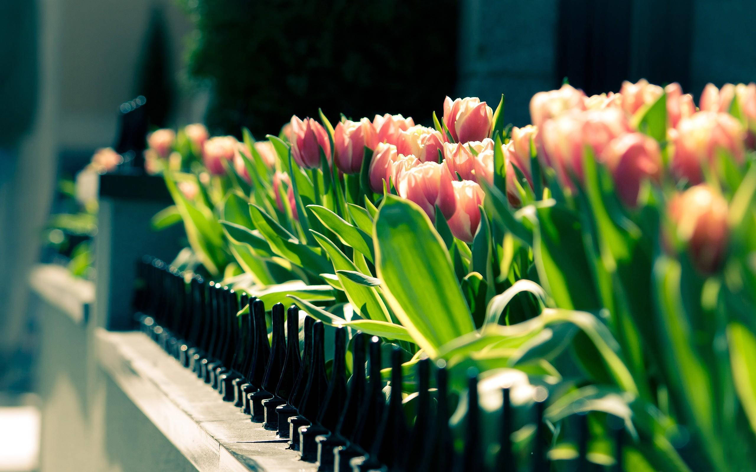 Most Beautiful Spring, pink tulips, black metal fence, 2K Desktop Wallpaper