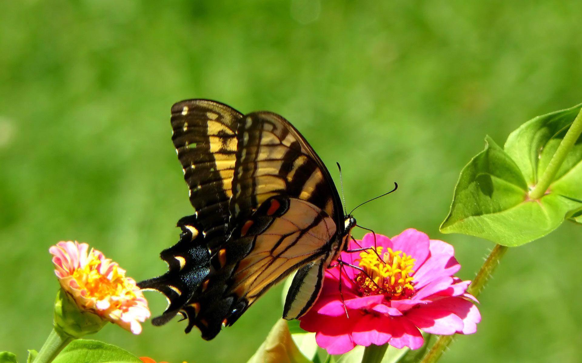 black yellow and orange butterfly, bright pink zinnia flower, soft green blurred background, Full HD Desktop Wallpaper