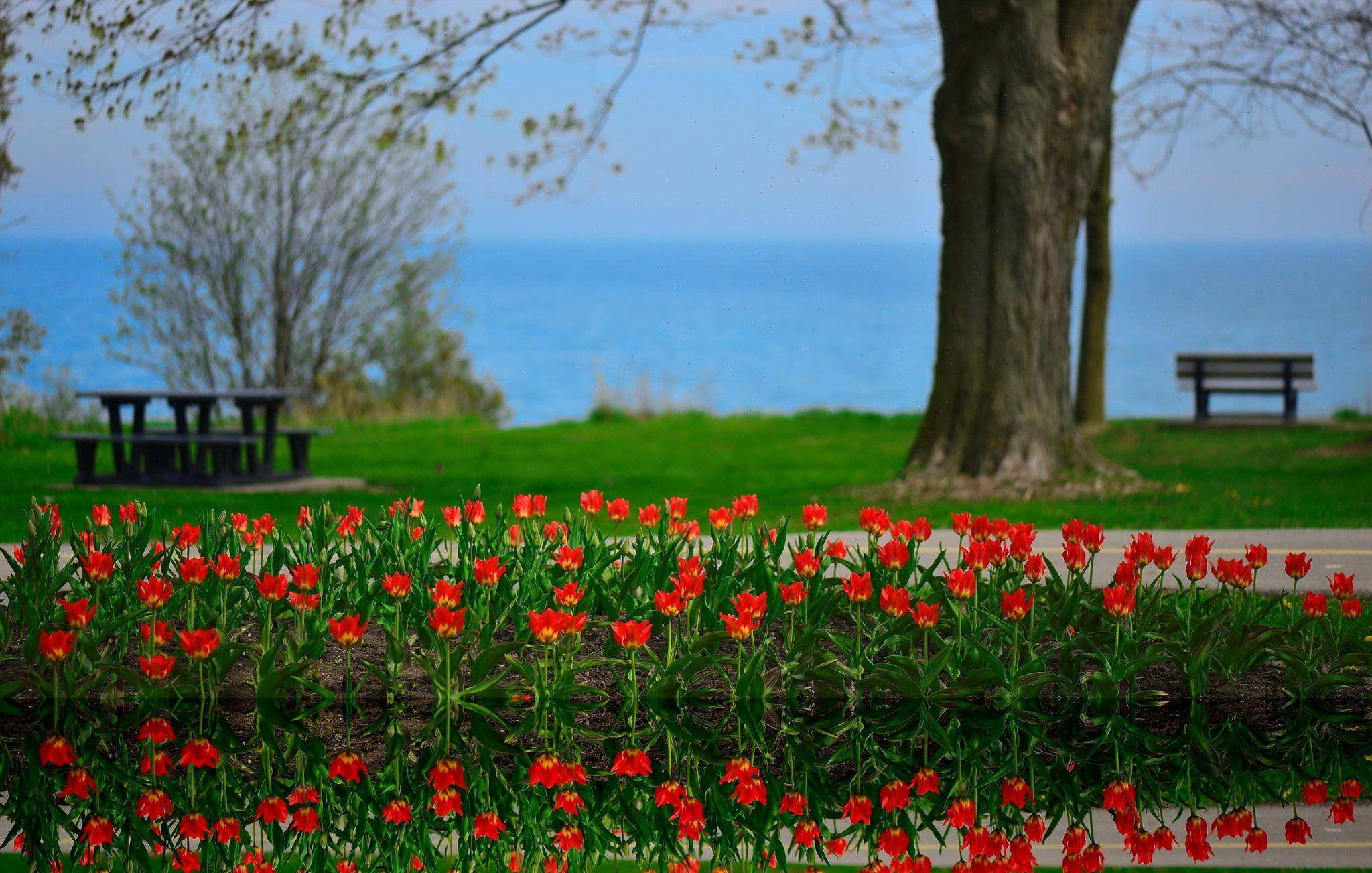 Vibrant red tulips, park pathway, large tree, Full HD Desktop Wallpaper