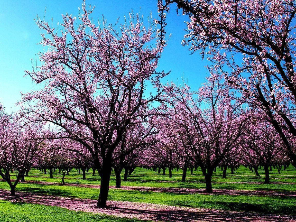 cherry blossom trees, pink bloom, clear blue sky, SD Desktop Wallpaper