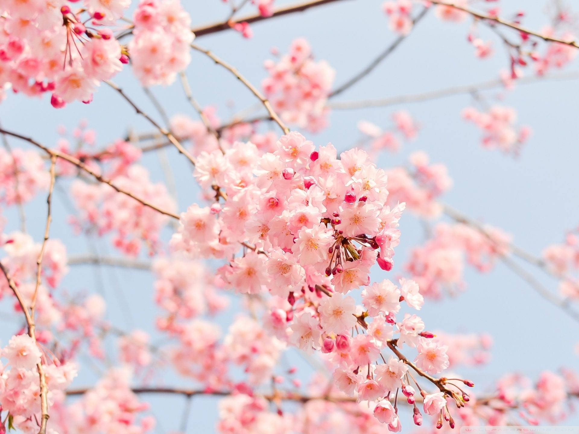 Most Beautiful Spring, pink cherry blossoms, slender branches, Full HD Desktop Wallpaper