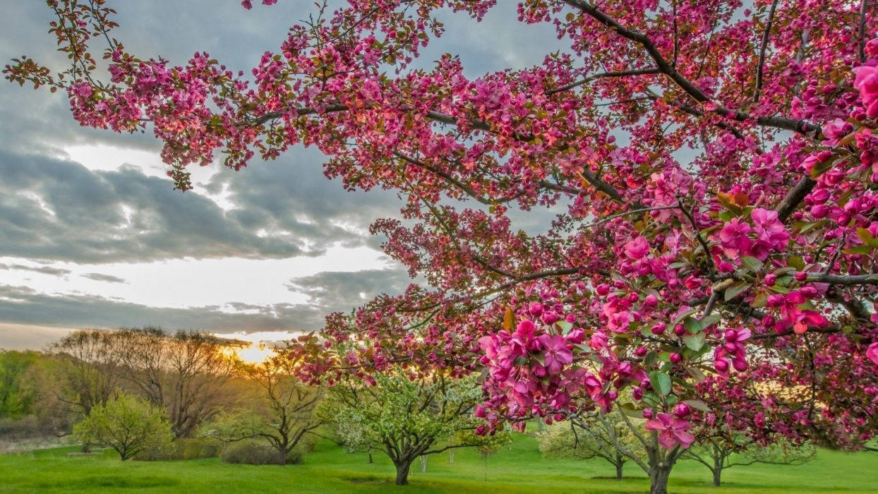 pink cherry blossoms, lush green park, golden sunset light, SD Desktop Wallpaper
