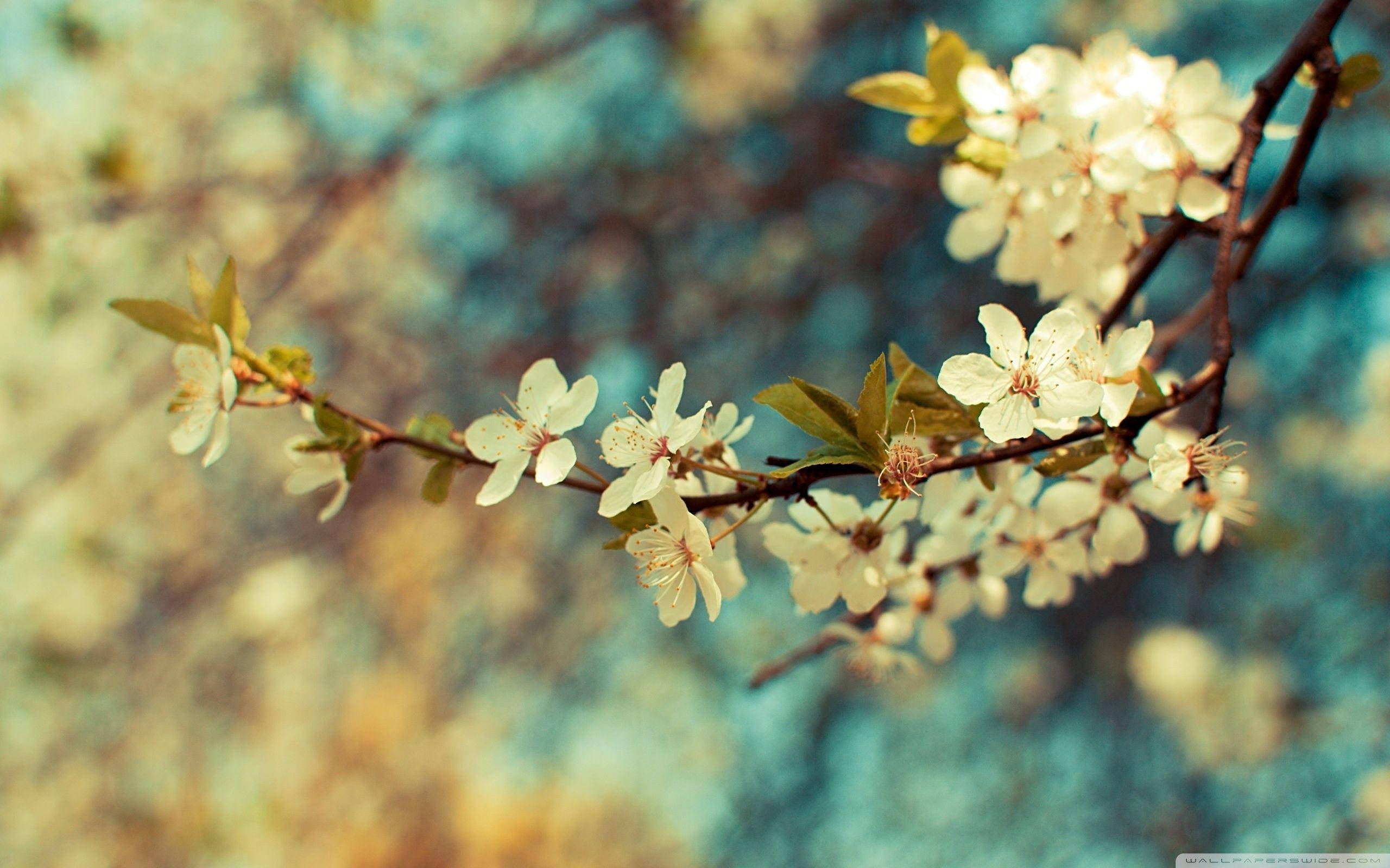 white blossoms, slender branch, soft blue, 2K Desktop Wallpaper