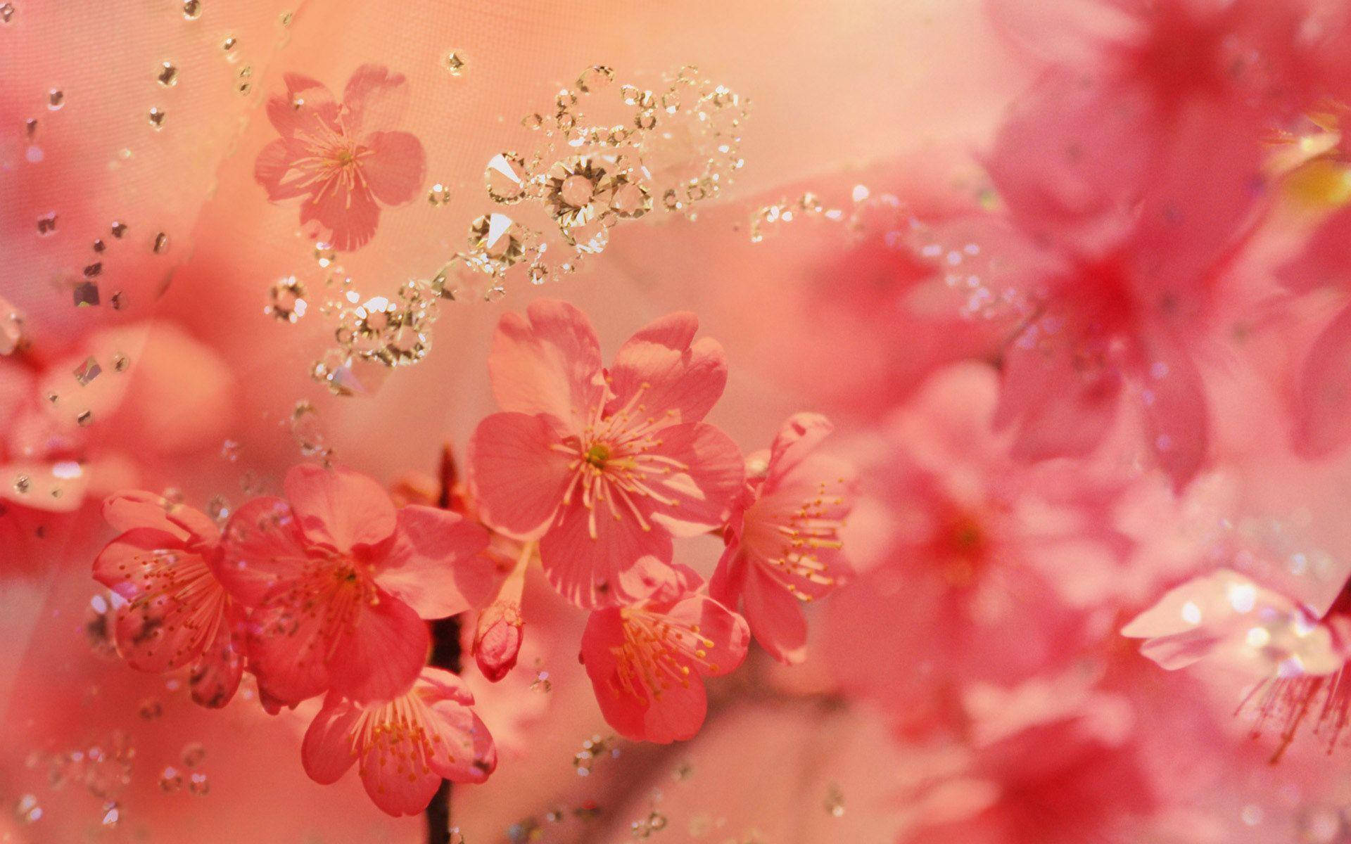 cherry blossoms, peach backdrop, sparkling glitter particles, Full HD Desktop Wallpaper