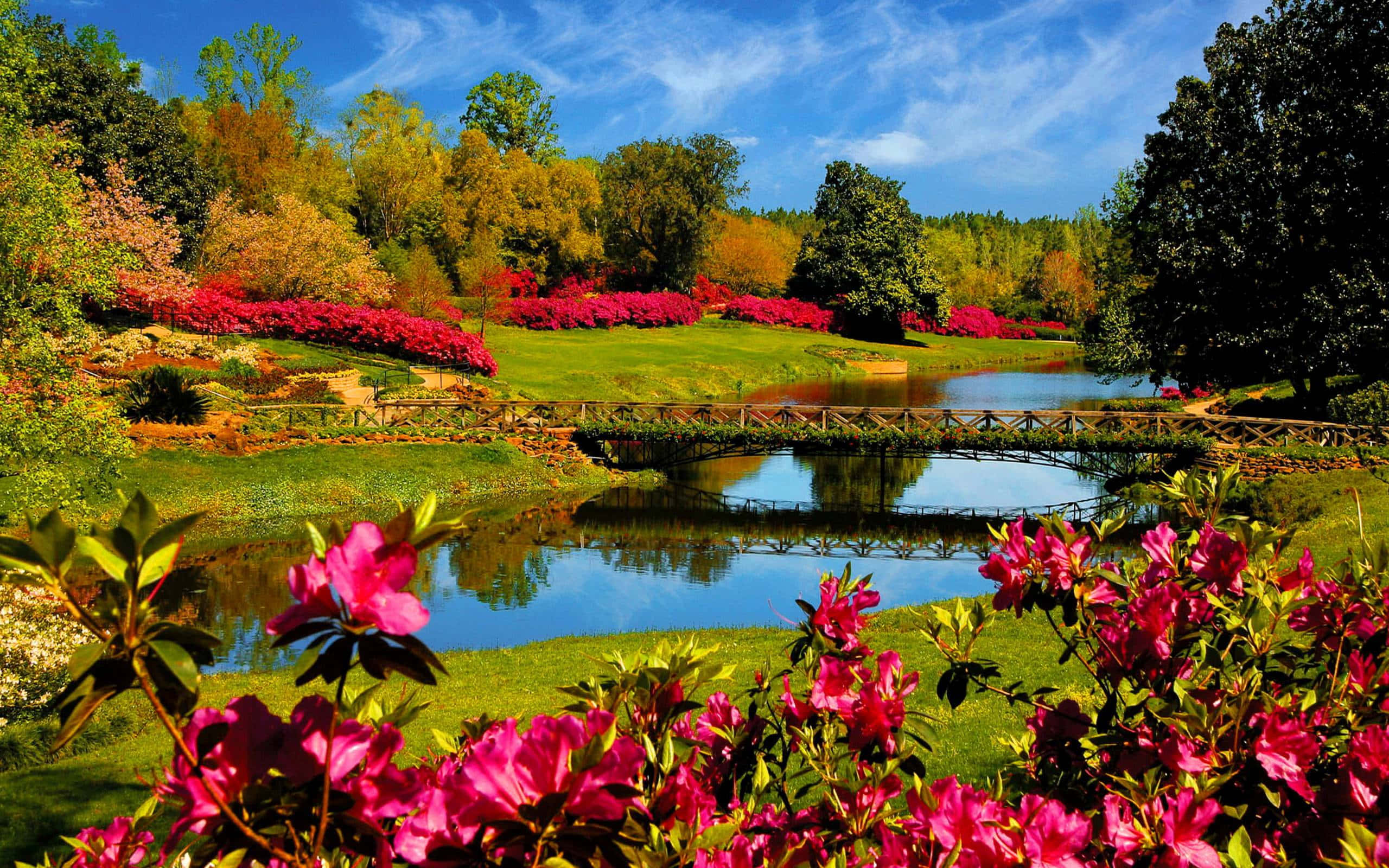 pink azaleas, serene pond, wooden bridge, 2K Desktop Wallpaper