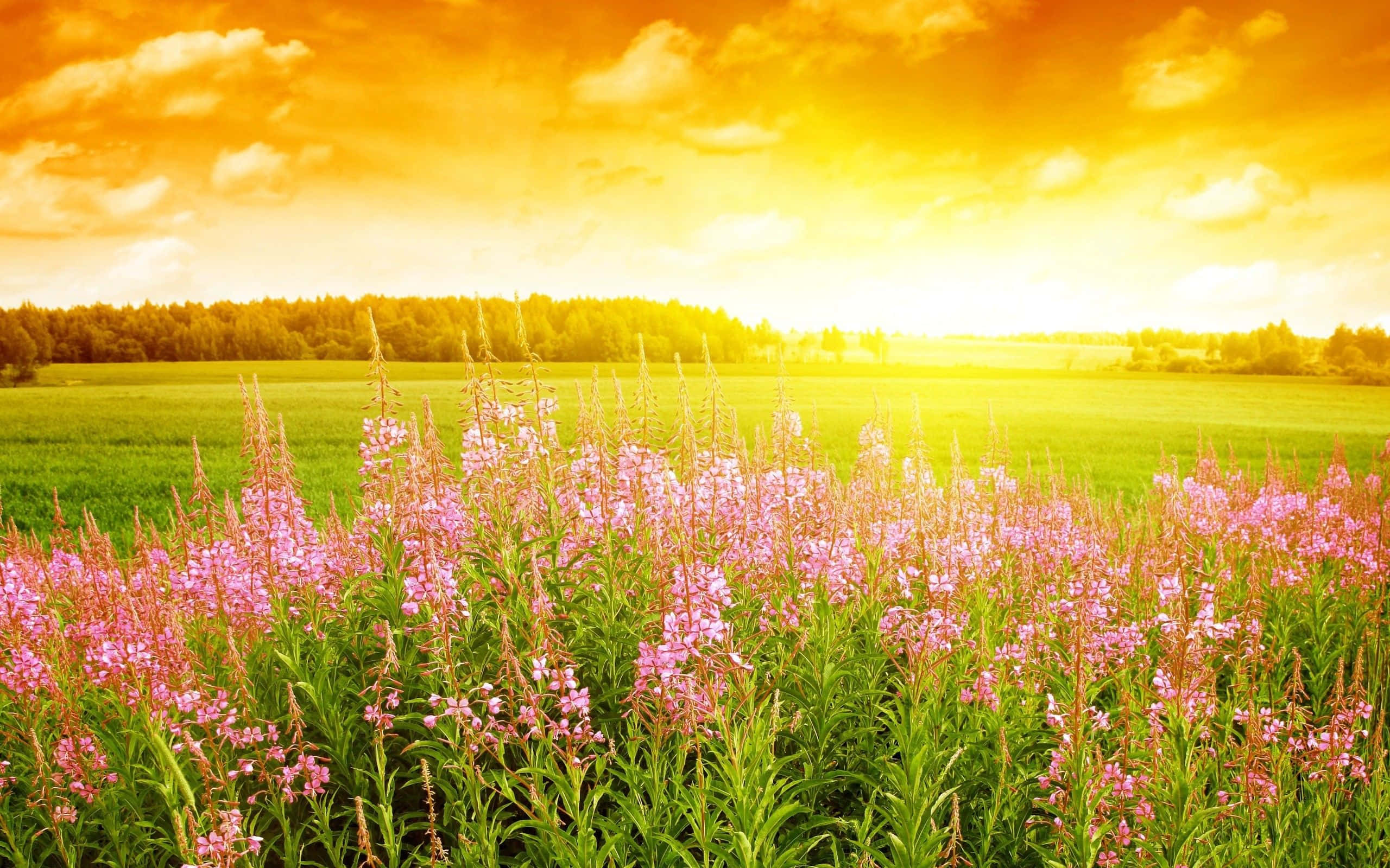 pink fireweed, golden sunset, lush green field, 2K Desktop Wallpaper