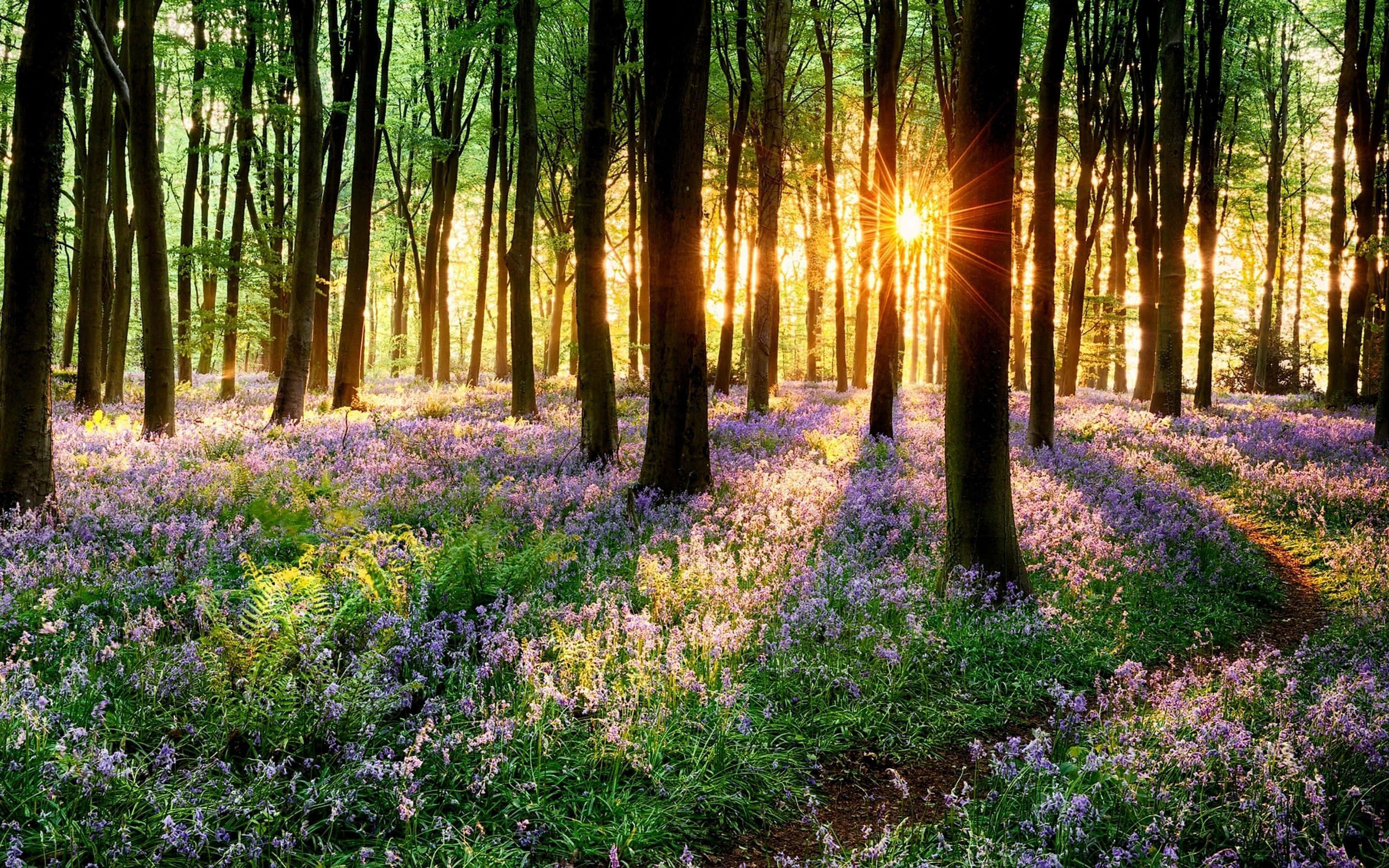 purple bluebells, tall trees, sunlight, 2K Desktop Wallpaper