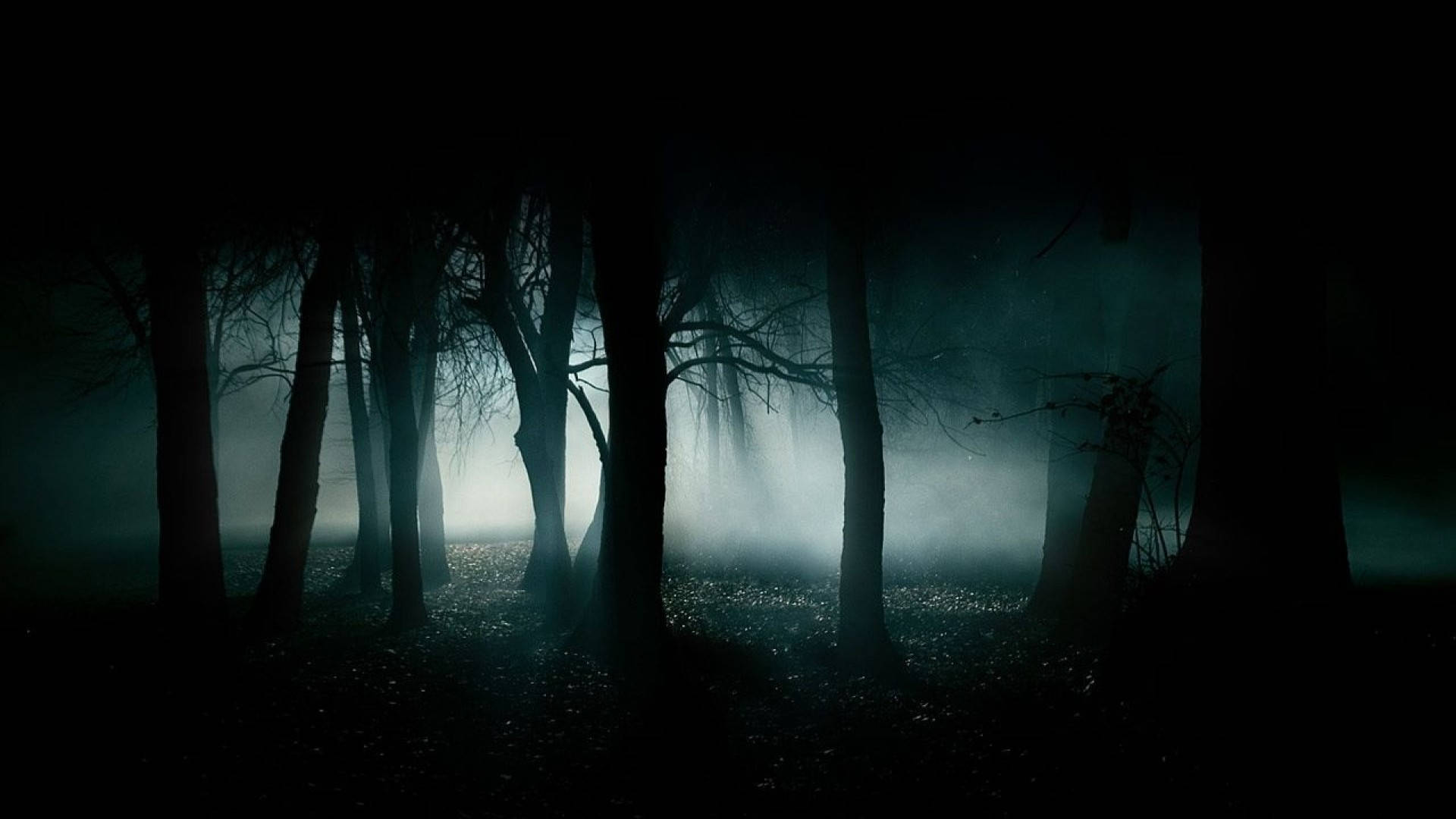 haunted forest, misty forest, night, Full HD Desktop Wallpaper