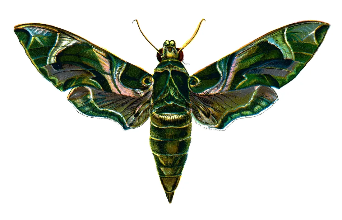 Moth Aesthetic