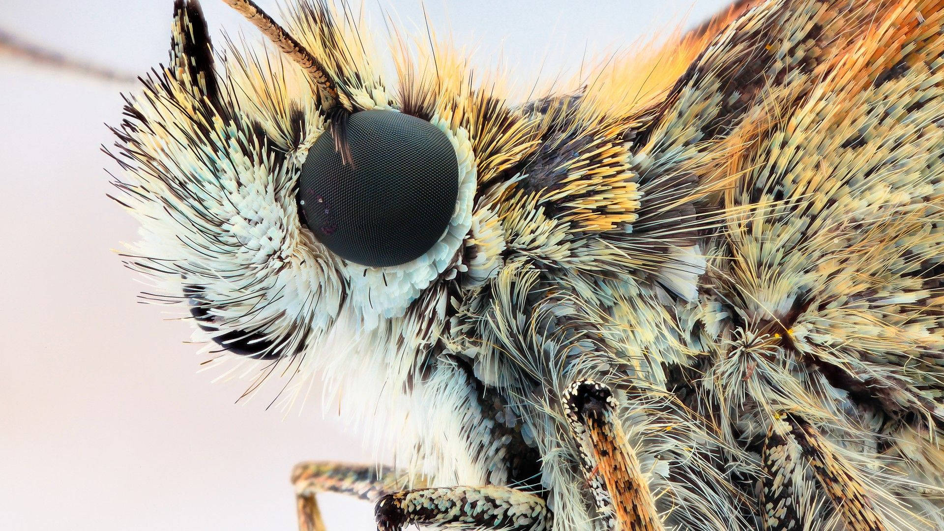 moth, compound eye, fuzzy textures, Full HD Desktop Wallpaper