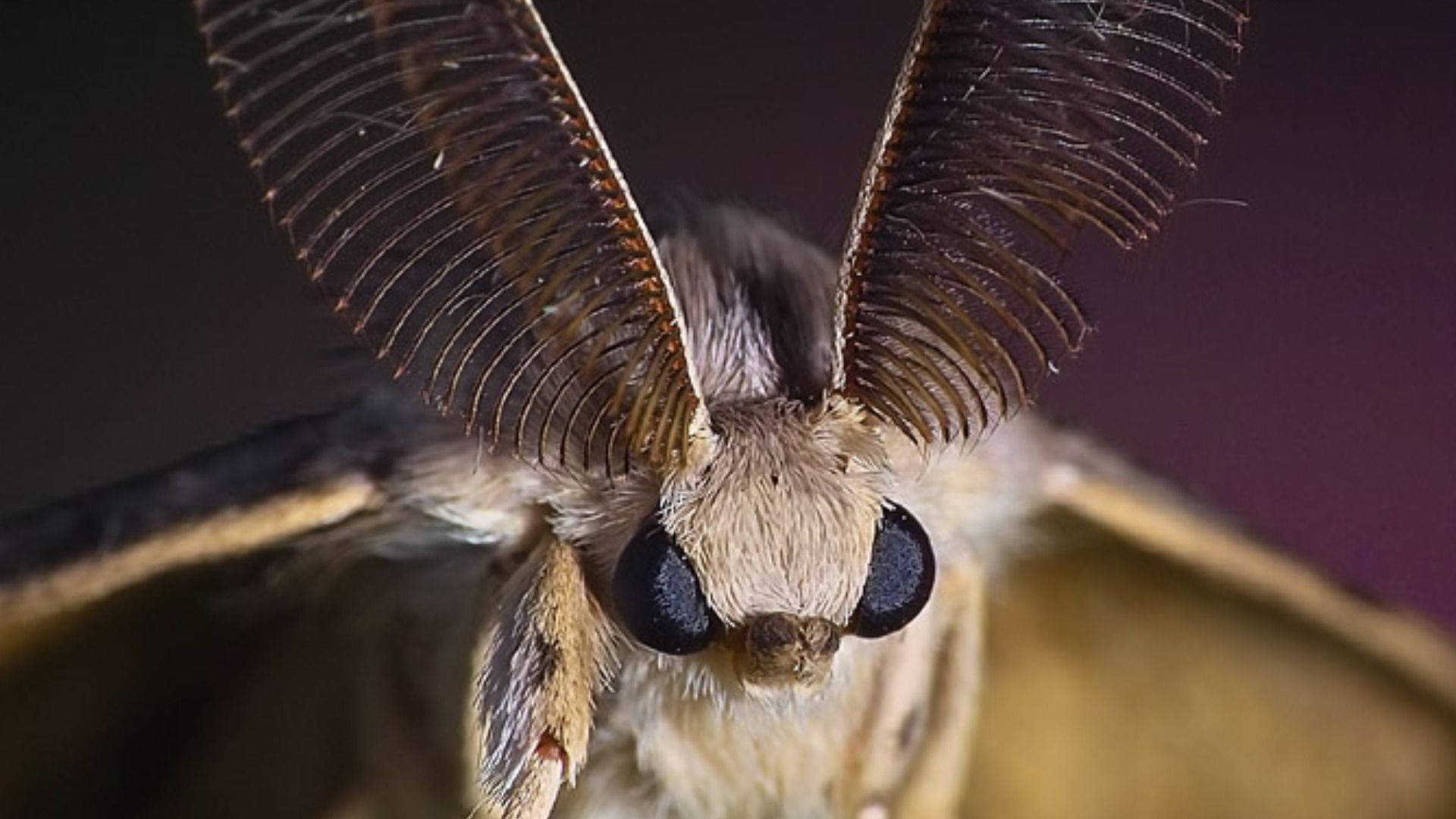 moth, white, feathery antennae, Full HD Desktop Wallpaper