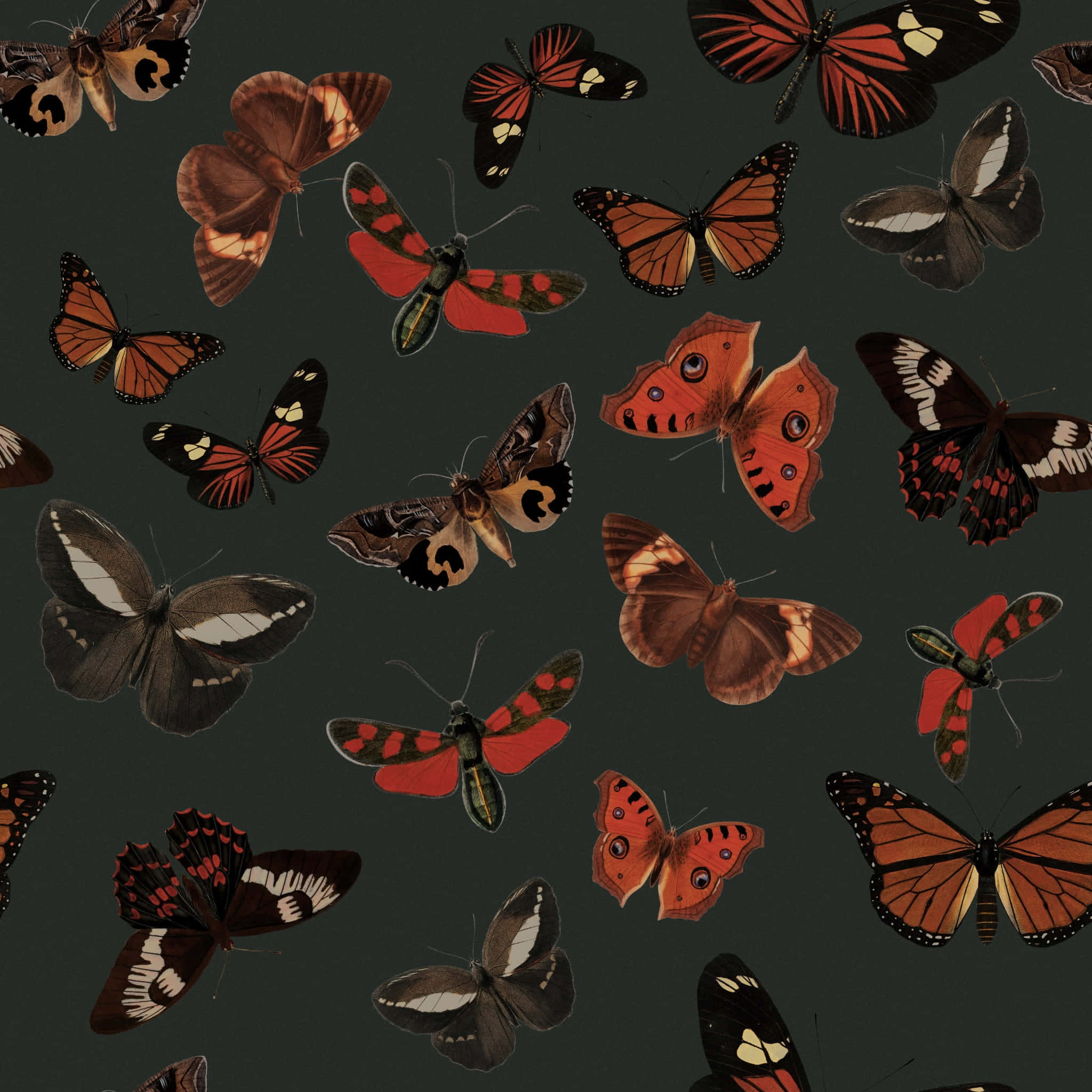moth, butterfly, rich reds, Full HD Desktop Wallpaper