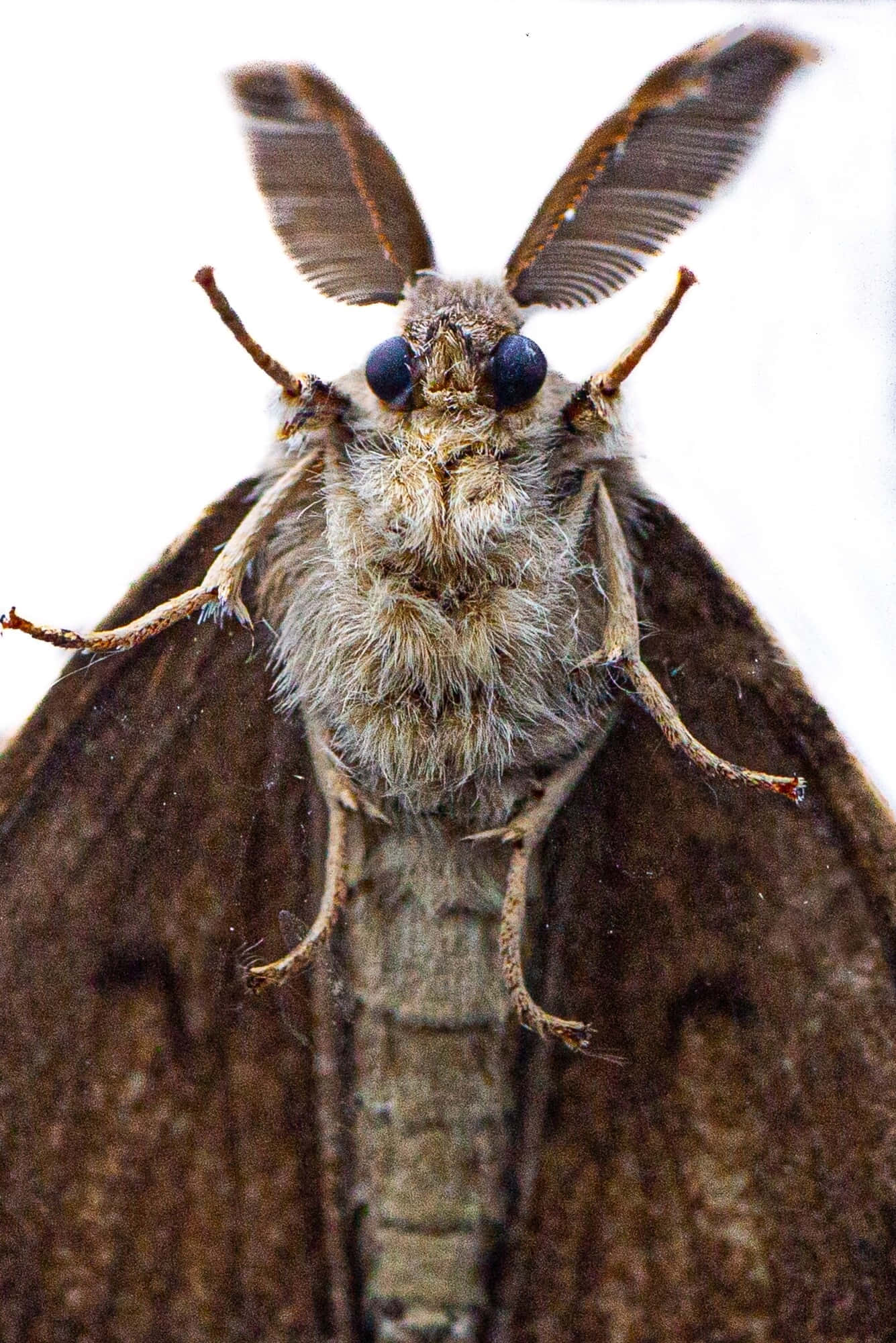 gypsy moth, brown fuzzy moth, feathery antennae, Full HD Phone Wallpaper