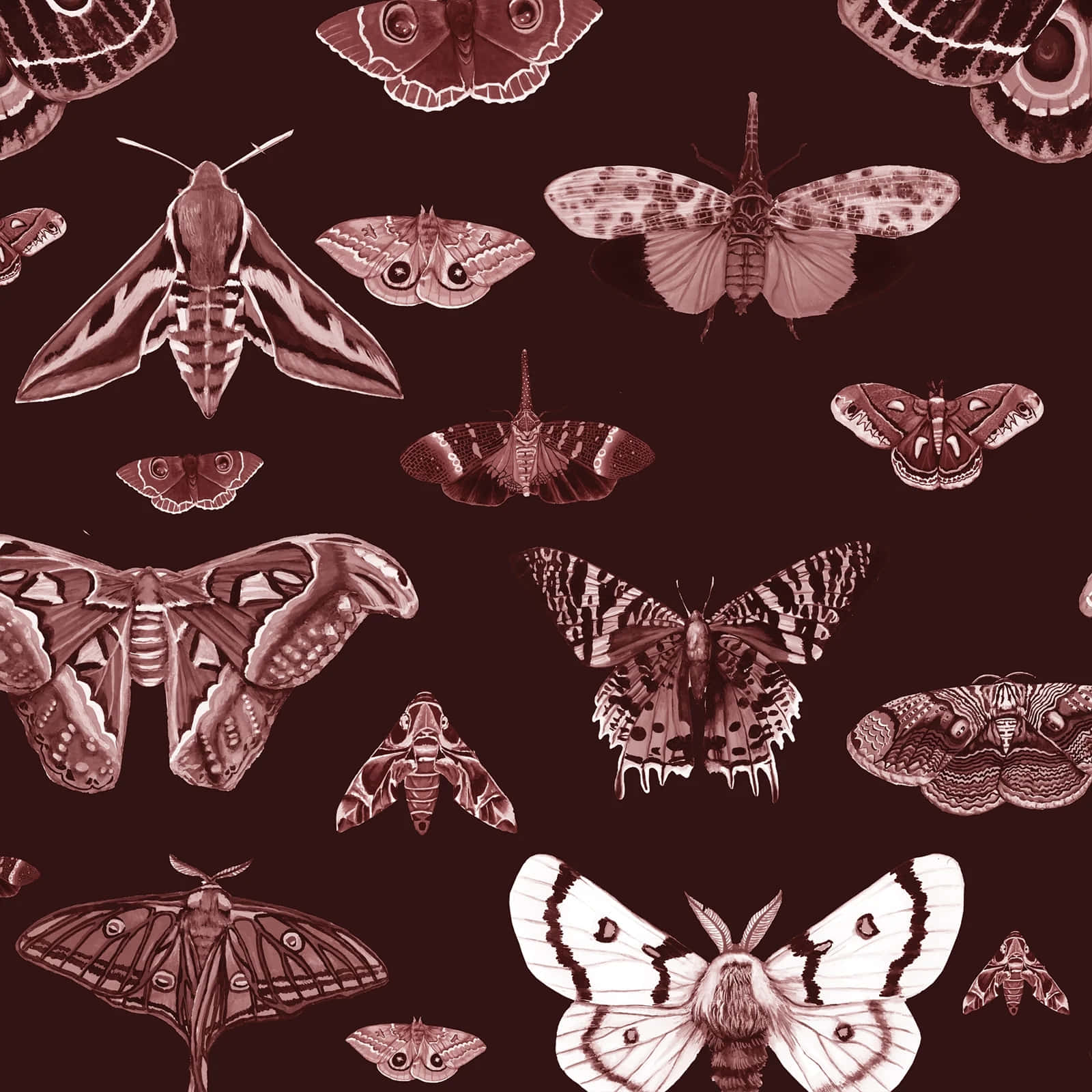 moths, butterflies, maroon, HD Desktop Wallpaper