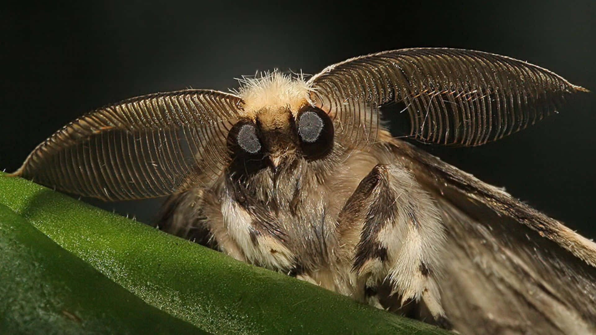moth, feathery antennae, vibrant green leaf, Full HD Desktop Wallpaper