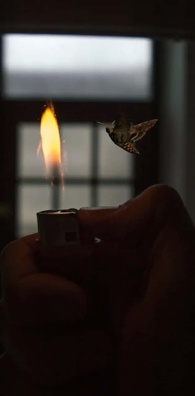 moth, bright orange flame, lighter, HD Phone Wallpaper