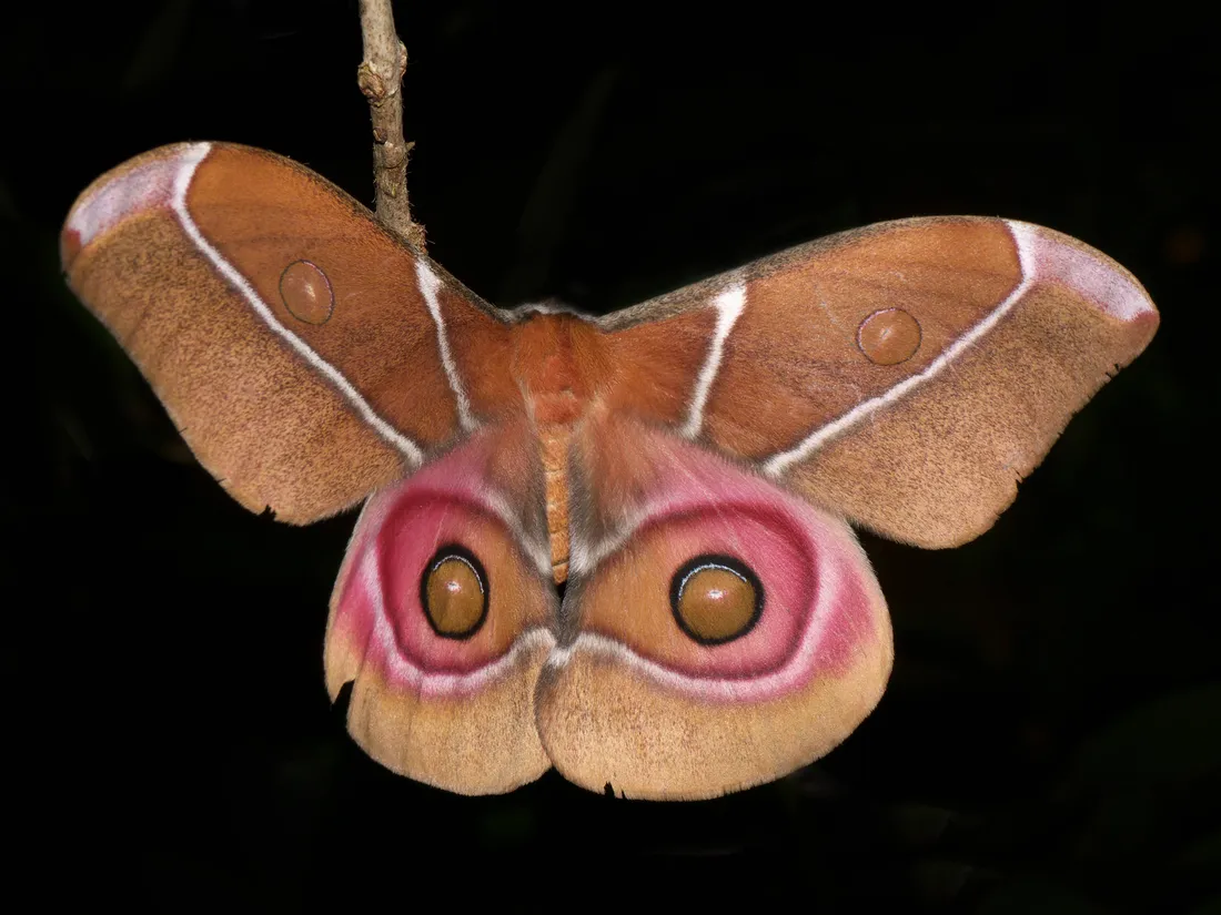 Moth