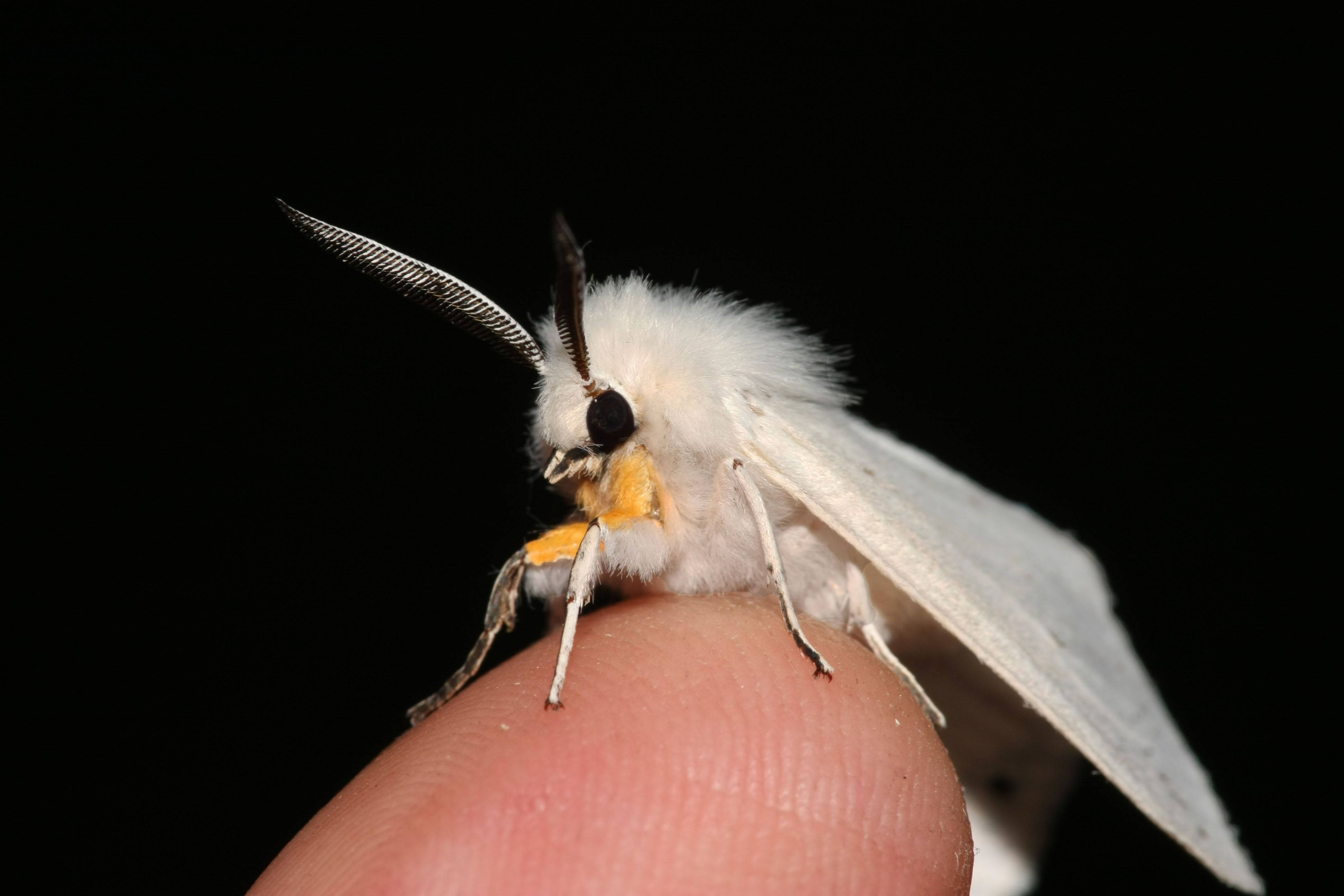 Moth, white, delicate wings, 4K Desktop Wallpaper