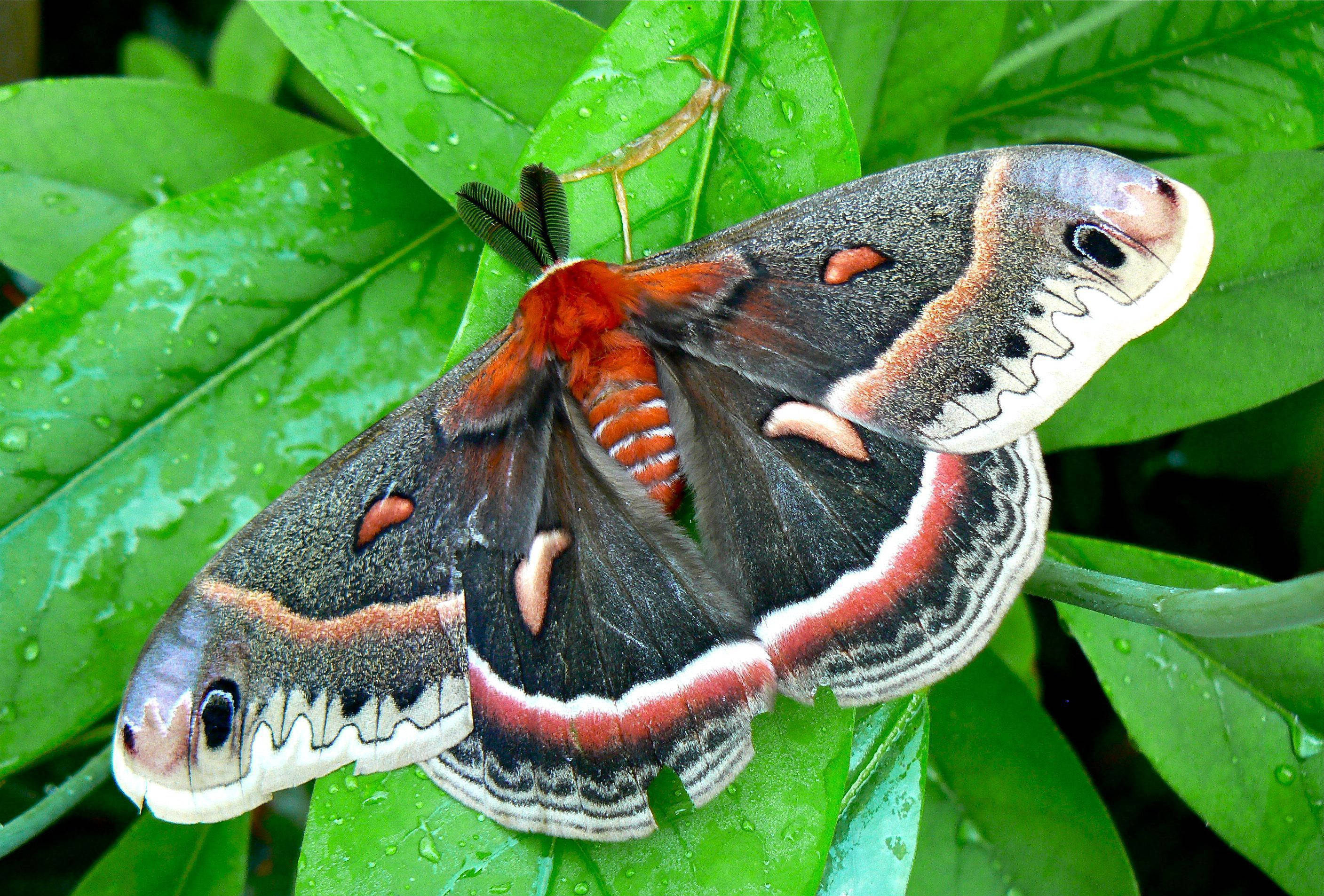 moth, green, red, 2K Desktop Wallpaper