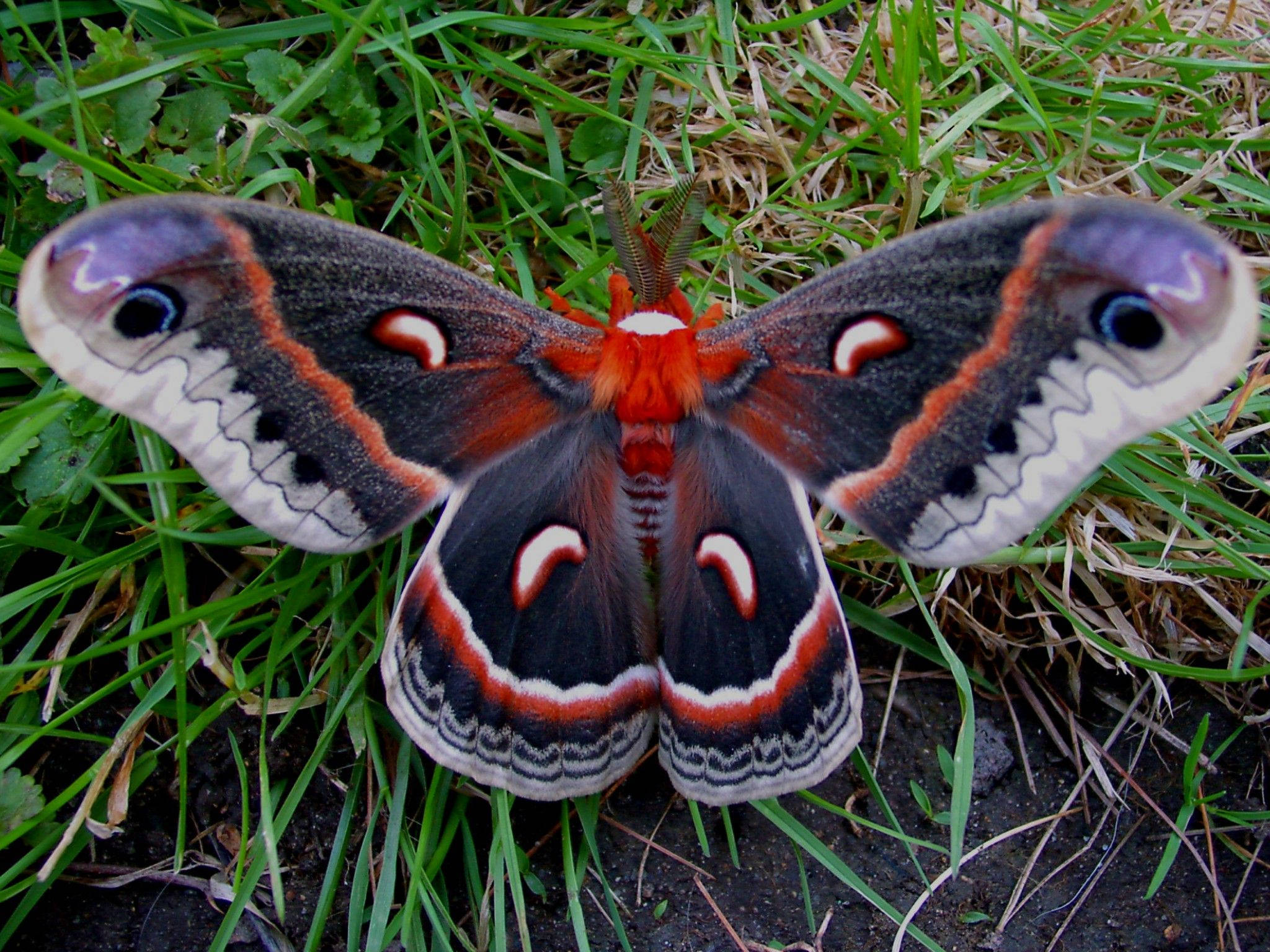 Moth, green, red, Full HD Desktop Wallpaper