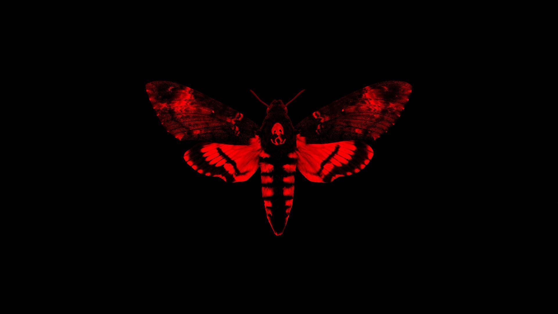 death's-head hawkmoth, red, black, Full HD Desktop Wallpaper