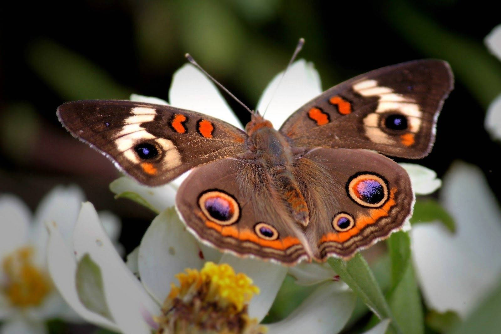 Moth, brown, orange eyespots, HD Desktop Wallpaper