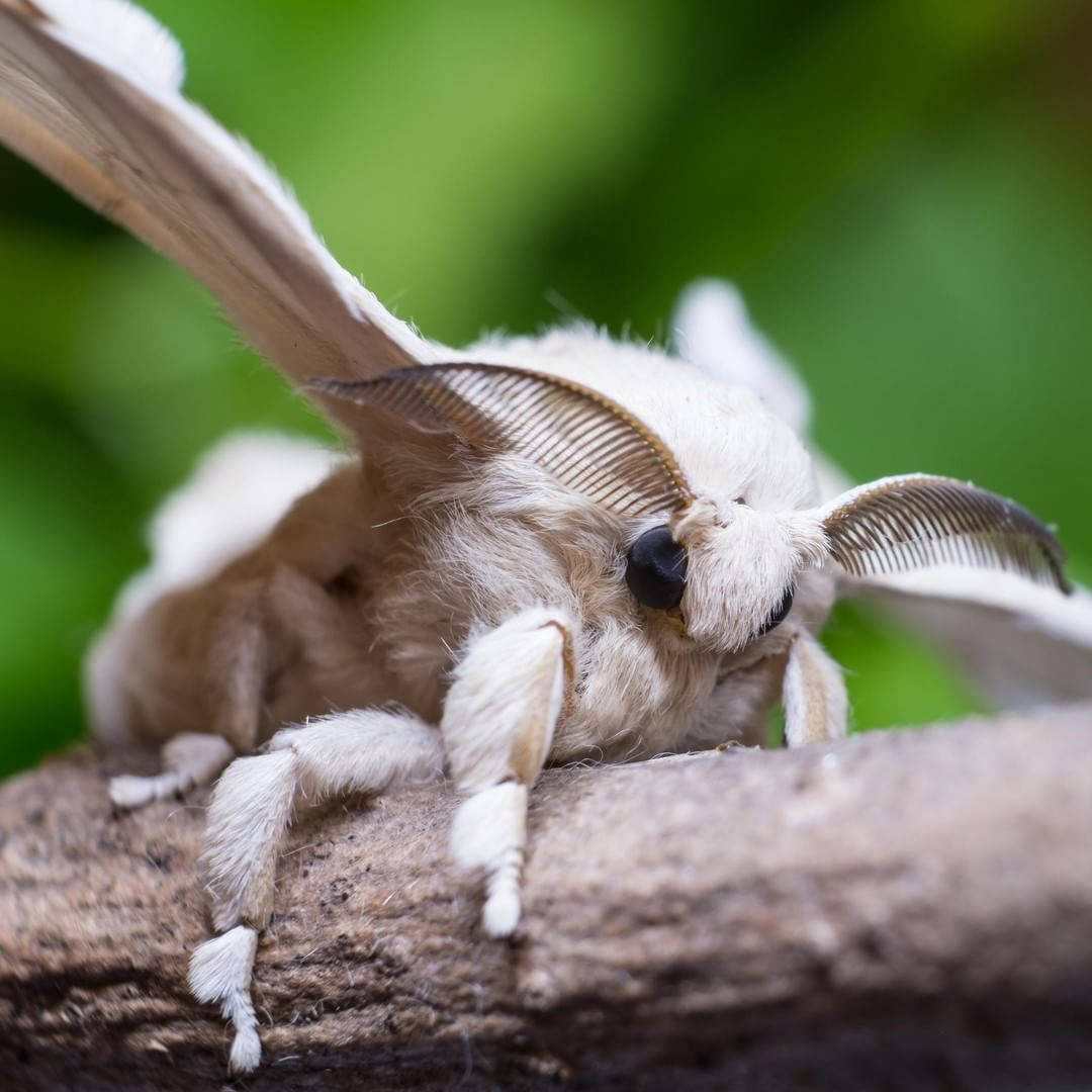 white silkmoth, fluffy white moth, feathery wings, SD Desktop Wallpaper