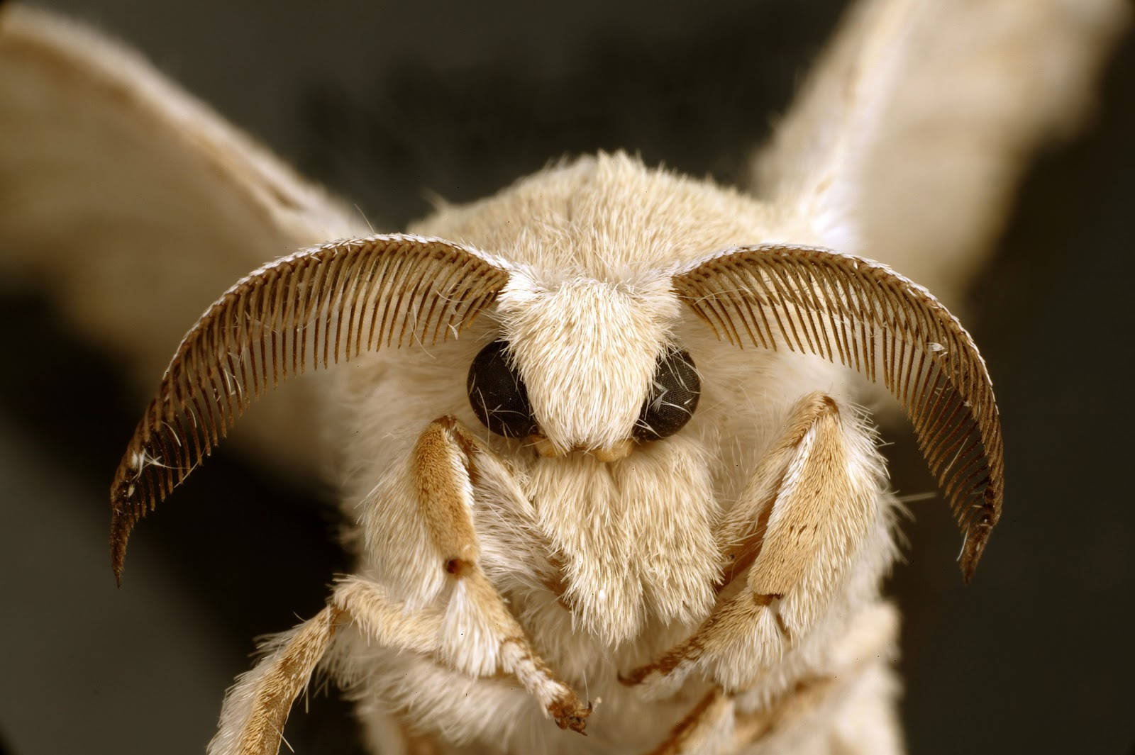 white poodle silkmoth, fluffy white moth, feathery antennae, HD Desktop Wallpaper